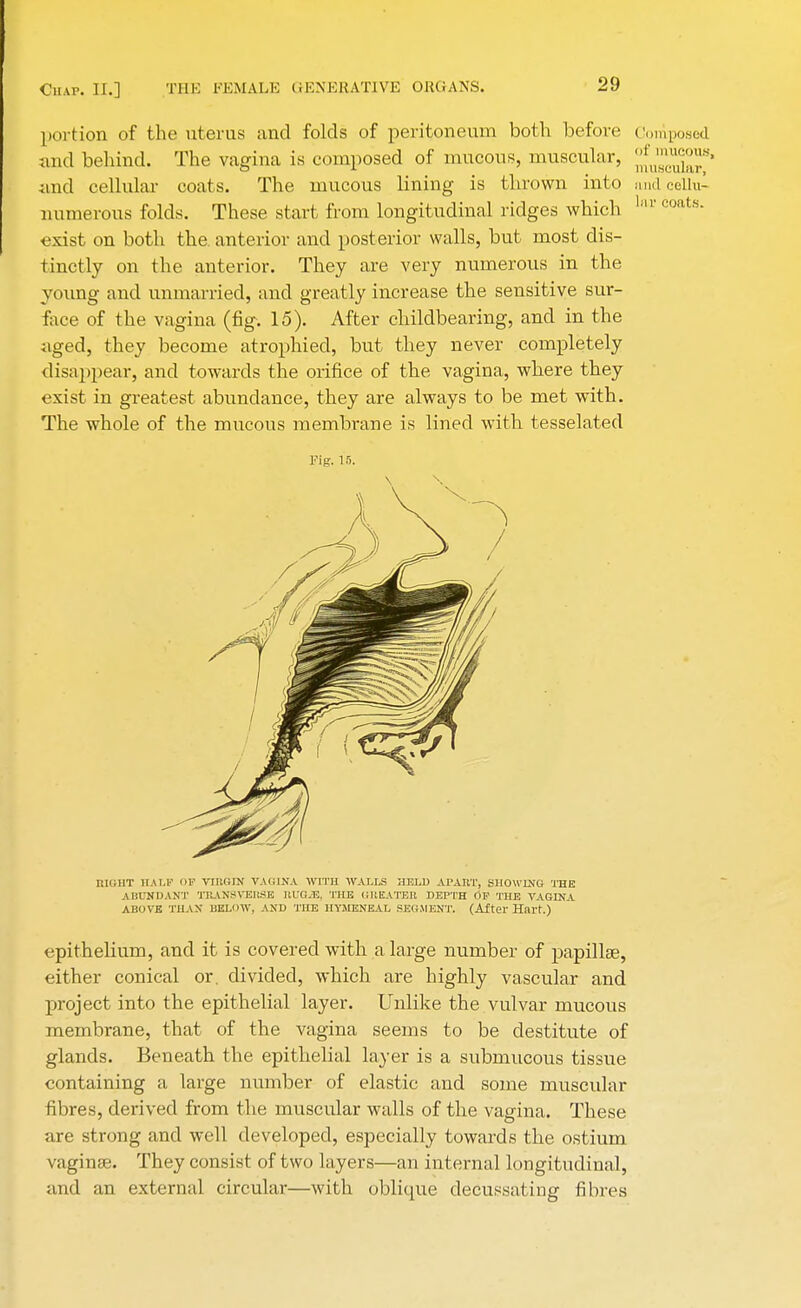 portion of the uterus and folds of peritoneum both before c posed and behind. The vagina is composed of mucous, muscular, jJjJJJjS/1 and cellular coats. The mucous lining is thrown into und cellu- numerous folds. These start from longitudinal ridges which hv coats- exist on both the. anterior and posterior walls, but most dis- tinctly on the anterior. They are very numerous in the young and unmarried, and greatly increase the sensitive sur- face of the vagina (fig. 15). After childbearing, and in the aged, they become atrophied, but they never completely disappear, and towards the orifice of the vagina, where they exist in greatest abundance, they are always to be met with. The whole of the mucous membrane is lined with tesselated Pig. 15. BIGHT HALF F VIRGIN VAGINA WITH WALLS HELD APART, SHOWING THE ABUNDANT TRANSVERSE RUGiE, THE CHEATER DEPTH OF THE VAGINA ABOVE THAX BELOW, AND THE HYMENEAL SEGMENT. (After Hart.) epithelium, and it is covered with a large number of papillae, either conical or. divided, which are highly vascular and project into the epithelial layer. Unlike the vulvar mucous membrane, that of the vagina seems to be destitute of glands. Beneath the epithelial layer is a submucous tissue containing a large number of elastic and some muscular fibres, derived from the muscular walls of the vagina. These are strong and well developed, especially towards the ostium vagime. They consist of two layers—an internal longitudinal, and an external circular—with oblique decussating fibres