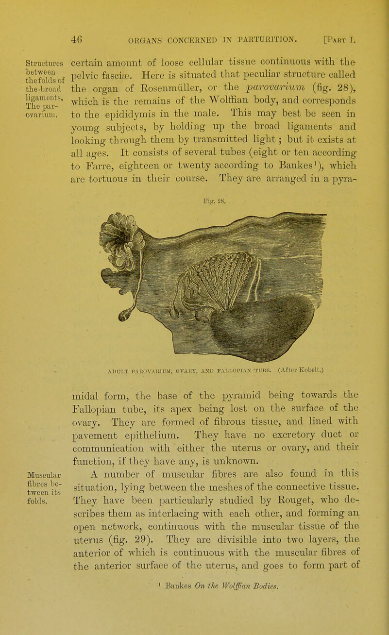 Structures certain amount of loose cellular tissue continuous with the offoidsof Pelvic fascite- Here is situated tnat peculiar structure called tile broad the organ of Eosenmiiller, or the parovarium (fig. 28), The^r-8' which is the remains of the Wolffian body, and corresponds ovarium, to the epididymis in the male. This may best be seen in young subjects, by holding up the broad ligaments and looking through them by transmitted light; but it exists at all ages. It consists of several tubes (eight or ten according to Farre, eighteen or twenty according to Bankes1), which are tortuous in their course. They are arranged in a pyra- Fig. 28. ADULT PAROVARIUM, OVABY, AND FALLOPIAN TUBE. (After Kobelt.) midal form, the base of the pyramid being towards the Fallopian tube, its apex being lost on the surface of the ovary. They are formed of fibrous tissue, and lined with pavement epithelium. They have no excretory duct or communication with either the uterus or ovary, and their function, if they have any, is unknown. Muscular A number of muscular fibres are also found in this tweenits sanation, lying between the meshes of the connective tissue, folds. They have been particularly studied by Eouget, who de- scribes them as interlacing with each other, and forming an open network, continuous with the muscular tissue of the uterus (fig. 29). They are divisible into two layers, the anterior of which is continuous with the muscular fibres of the anterior surface of the uterus, and goes to form part of 1 Bankes On the Wolffian Bodies.