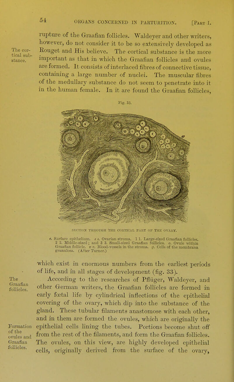 rupture of the Graafian follicles. Waldeyer and other writers, however, do not consider it to be so extensively developed as tieuTub •Rou°et and His believe. The cortical substance is the more stance. ' important as that in which the Graafian follicles and ovules are formed. It consists of interlaced fibres of connective tissue, containing a large number of nuclei. The muscular fibres of the medullary substance do not seem to penetrate into it in the human female. In it are found the Graafian follicles, Fig. 33. SECTIOJl THROUGH THE CORTICAL PART OP THE OVAKY. e. Surface epithelium, s s. Ovarian stroma. 1 1. Large-sized Graafian follicles. 2 2. Middle-sized; and 3 3. Small-sized Graafian follicles, o. Ovule within Graafian follicle, v v. Blood-vessels in the stroma, rj. Cells of the niembrana granulosa. (Alter Turner.) The Graafian follicles. Formation of the ovules and Graafian follicles. which exist in enormous numbers from the earliest periods of life, and in all stages of development (fig. 33). According to the researches of Pfliiger, Waldeyer, and other German writers, the Graafian follicles are formed in early fcetal life by cylindrical inflections of the epithelial covering of the ovary, which dip into the substance of the gland. These tubular filaments anastomose with each other, and in them are formed the ovules, which are originally the epithelial cells lining the tubes. Portions become shut off from the rest of the filaments, and form the Graafian follicles. The ovules, on this view, are highly developed epithelial cells, originally derived from the surface of the ovary,
