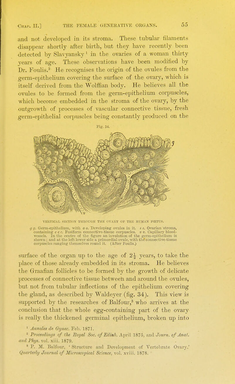 and not developed in its stroma. These tubular filaments disappear shortly after birth, but they have recently been detected by Slavyansky 1 in the ovaries of a woman thirty years of age. These observations have been modified by Dr. Foulis.2 He recognises the origin of the ovules from the germ-epithelium covering the surface of the ovary, which is itself derived from the Wolffian body. He believes all the ovules to be formed from the germ-epithelium corpuscles, which become embedded in the stroma of the ovary, by the outgrowth of processes of vascular connective tissue, fresh germ-epithelial corpuscles being constantly produced on the Fig. 34. YEKTICAL SECTION THROUGH THE OVAJt? OF THE HUMAN FCETOS. •j (j. Germ-epithelium, with o o. Developing ovules in it. s s. Ovarian stroma, containing c c c. Fusiform connective-tissue corpuscles, v v. Capillary blood- vessels. In the centre of the figure an involution of the germ-epithelium is shown ; and at the left lower side a primordial ovule, with the connective-tissue corpuscles ranging themselves round it. (After Foulis.) surface of the organ up to the age of 2\ years, to take the place of those already embedded in its stroma. He believes the Graafian follicles to be formed by the growth of delicate processes of connective tissue between and around the ovules, but not from tubular inflections of the epithelium covering the gland, as described by Waldeyer (fig. 34). This view is supported by the researches of Balfour,3 who arrives at the conclusion that the whole egg-containing part of the ovary is really the thickened germinal epithelium, broken up into 1 Annales de Gynec. Feb. 1871. 2 Proceedings of the Royal Soc. of Edinb. April 187o, and Journ. of An at. and Vhys, vol. xiii. 1879. :| I'. At. Balfour, ' Structure and Development of Vertebrate Ovary.' Quarterly Journal of Microscujiical Science, vol. xviii. 1878.