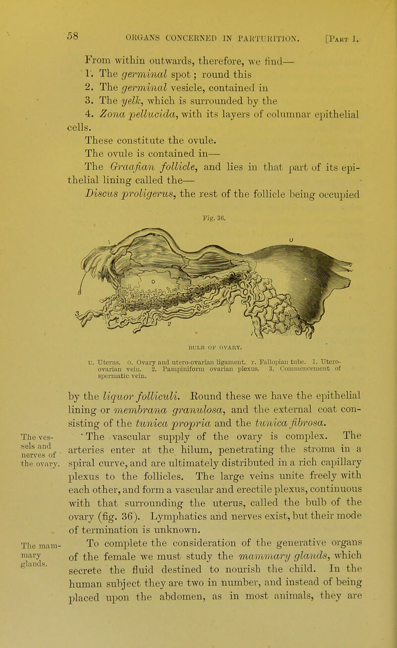 From within outwards, therefore, we find— 1*. The germinal spot; round this 2. The germinal vesicle, contained in 3. The yelk, which is surrounded by the 4. Zona pellucicla, with its layers of columnar epithelial cells. These constitute the ovule. The ovide is contained in— The Graafian follicle, and lies in that part of its epi- thelial lining called the— Discus proligerus, the rest of the follicle being occupied Fig. 36. BULB OF OVARY. u. TJteras. 0. Ovary and utero-ovarian ligament, r. Fallopian tube. 1. Utero- ovarian vein. 2. Pampiniform ovarian plexus, 3. Commencement of spermatic vein. by the liquor folliculi. Eound these we have the epithelial lining or membrana granulosa, and the external coat con- sisting of the tunica propria and the tunica fibrosa. The ves-  The vascular supply of the ovary is complex. The nerv-esof arteries enter at the hilum, penetrating the stroma in a the ovary, spiral curve, and are ultimately distributed in a rich capillary plexus to the follicles. The large veins unite freely with each other, and form a vascular and erectile plexus, continuous with that surrounding the uterus, called the bulb of the ovary (fig. 36). Lymphatics and nerves exist, but their mode of termination is unknown. The mam- To complete the consideration of the generative organs mary 0f female we must study the mammary glands, which secrete the fluid destined to nourish the child. In the human subject they are two in number, and instead of being placed upon the abdomen, as in most animals, they arc