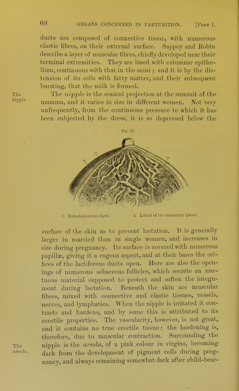 ducts are composed of connective tissue, with numerous elastic fibres, on their external surface. Sappey and Robin describe a layer of muscular fibres, chiefly developed near their terminal extremities. They are lined with columnar epithe- lium, continuous with that in the acini; and it is by the dis- tension of its cells with fatty matter, and their subsequent bursting, that the milk is formed. The The nipple is the conical projection at the summit of the nipple mamma, and it varies in size in different women. Not very unfrequent'ly, from the continuous pressure to which it has been subjected by the dress, it is so depressed below the Fig. 37. 1. Gnlaotophorous ducts. 2. Lobuli of the mammary gland. surface of the skin as to prevent lactation. It is generally larger in married than in single women, and increases in size during pregnancy. Its surface is covered with numerous papillae, giving it a rugous aspect, and at their bases the ori- fices of the lactiferous ducts open. Here are also the open- ings of numerous sebaceous follicles, which secrete an unc- tuous material supposed to protect and soften the integu- ment during lactation. Beneath the skin are muscular fibres, mixed with connective and elastic tissues, vessels, nerves, and lymphatics. When the nipple is irritated it con- tracts and hardens, and by some this is attributed to its erectile properties. The vascularity, however, is not great , and it contains no true erectile tissue : the hardening is, therefore, due to muscular contraction. Surrounding the The nipple is the areola, of a pink colour in virgins, becoming areola. dark from t^e development of pigment cells during preg- nancy, and always remaining somewhat dark after child-bear-