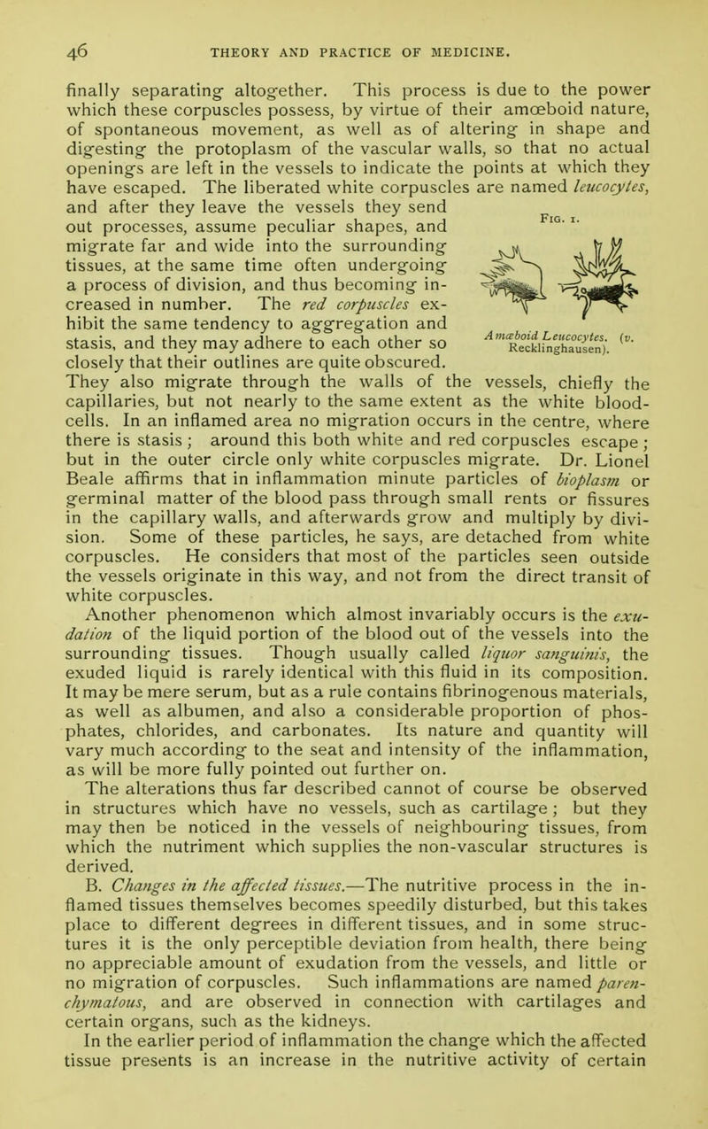 finally separating- altogether. This process is due to the power which these corpuscles possess, by virtue of their amoeboid nature, of spontaneous movement, as well as of altering in shape and digesting the protoplasm of the vascular walls, so that no actual openings are left in the vessels to indicate the points at which they have escaped. The liberated white corpuscles are named leucocytes, and after they leave the vessels they send out processes, assume peculiar shapes, and migrate far and wide into the surrounding tissues, at the same time often undergoing a process of division, and thus becoming in- creased in number. The red corpuscles ex- hibit the same tendency to aggregation and stasis, and they may adhere to each other so A l Relkifnghausen)-. ^ closely that their outlines are quite obscured. They also migrate through the walls of the vessels, chiefly the capillaries, but not nearly to the same extent as the white blood- cells. In an inflamed area no migration occurs in the centre, where there is stasis ; around this both white and red corpuscles escape ; but in the outer circle only white corpuscles migrate. Dr. Lionel Beale affirms that in inflammation minute particles of bioplasm or germinal matter of the blood pass through small rents or fissures in the capillary walls, and afterwards grow and multiply by divi- sion. Some of these particles, he says, are detached from white corpuscles. He considers that most of the particles seen outside the vessels originate in this way, and not from the direct transit of white corpuscles. Another phenomenon which almost invariably occurs is the exu- dation of the liquid portion of the blood out of the vessels into the surrounding tissues. Though usually called liquor sanguinis, the exuded liquid is rarely identical with this fluid in its composition. It may be mere serum, but as a rule contains fibrinogenous materials, as well as albumen, and also a considerable proportion of phos- phates, chlorides, and carbonates. Its nature and quantity will vary much according to the seat and intensity of the inflammation, as will be more fully pointed out further on. The alterations thus far described cannot of course be observed in structures which have no vessels, such as cartilage ; but they may then be noticed in the vessels of neighbouring tissues, from which the nutriment which supplies the non-vascular structures is derived. B. Changes in the affected tissues.—The nutritive process in the in- flamed tissues themselves becomes speedily disturbed, but this takes place to different degrees in different tissues, and in some struc- tures it is the only perceptible deviation from health, there being no appreciable amount of exudation from the vessels, and little or no migration of corpuscles. Such inflammations are named paren- chymatous, and are observed in connection with cartilages and certain organs, such as the kidneys. In the earlier period of inflammation the change which the affected tissue presents is an increase in the nutritive activity of certain