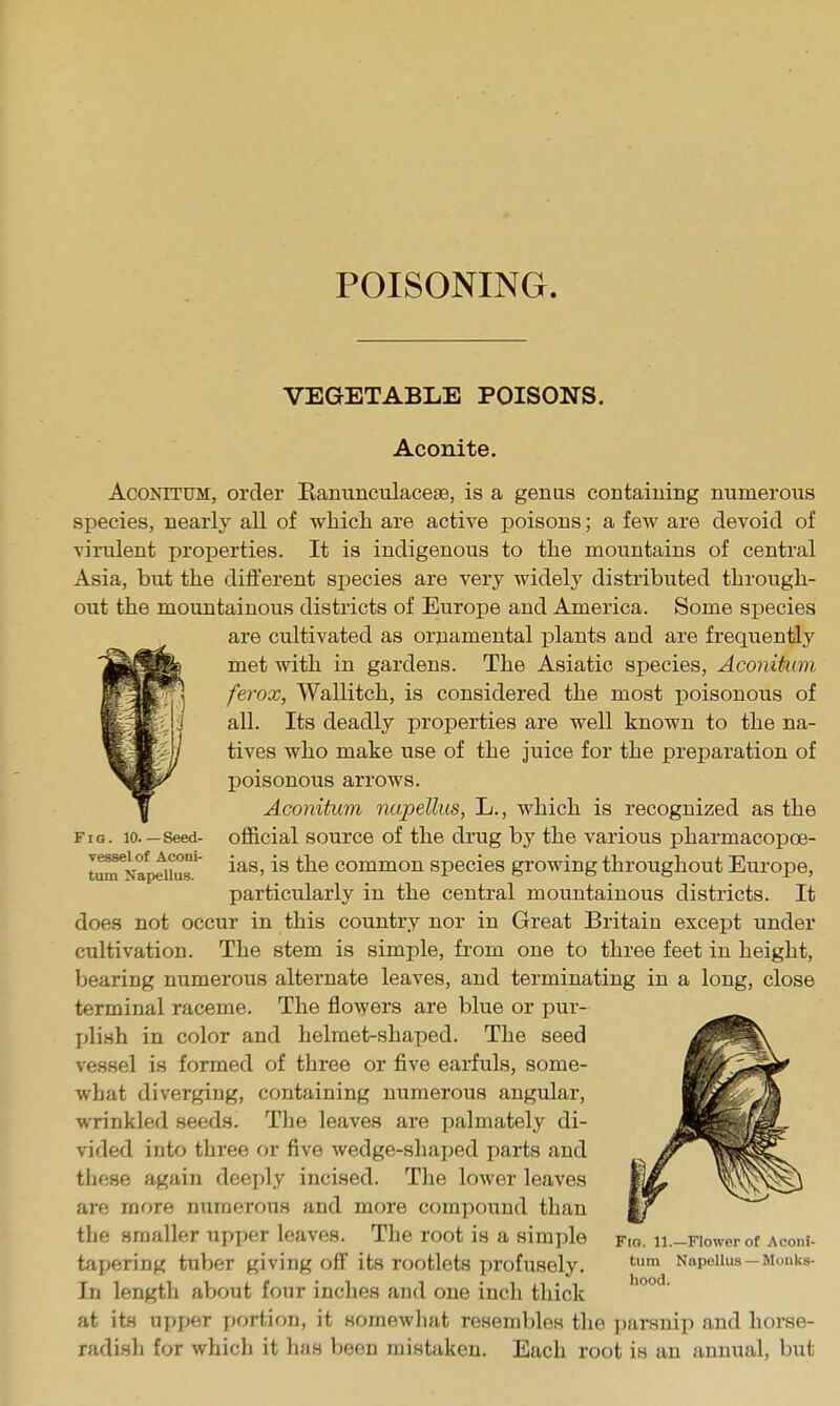 VEGETABLE POISONS. Aconite. Fig. 10.—Seed- vessel of Aconi- tum Napellus. AcoNiTUM, order Eanunculacese, is a genus containing numerous species, nearly all of whicti are active poisons; a few are devoid of virulent properties. It is indigenous to the mountains of central Asia, but the different species are very widely distributed through- out the mountainous districts of Europe and America. Some species are cultivated as orjiamental plants and are frequently met with in gardens. The Asiatic species, Aconikim ferox, Wallitch, is considered the most poisonous of all. Its deadly properties are well known to the na- tives who make use of the juice for the preparation of poisonous arrows. Aconitum napellus, L., which is recognized as the oflficial source of the drug by the various pharmacopoe- ias, is the common species growing throughout Europe, particularly in the central mountainous districts. It does not occur in this country nor in Great Britain except under cultivation. The stem is simple, from one to three feet in height, bearing numerous alternate leaves, and terminating in a long, close terminal raceme. The flo-syers are blue or pur- jjlish in color and helmet-shaped. The seed vessel is formed of three or five earfuls, some- what diverging, containing numerous angular, wrinkled seeds. The leaves are palmately di- vided into three or five Avedge-shaped parts and these again deeply incised. The lower leaves are more numerous and more compound than the smaller upper leaves. The root is a simple tapering tuber giving off its rootlets profusely. In length about four inches and one inch thick at its upper portion, it somewliat resembles the parsnip and horse- radish for which it has been mistaken. Each root is an annual, but Fio. 11.—Flower of Aconi- tum Napellus — Monks- hood.