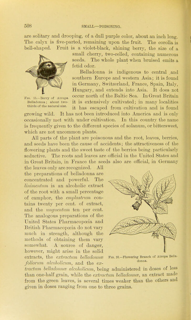 Fia. 15.—Bei-ry of Atropa Belladonna; about two- thirds of the natural size. iire solitary and drooping, of a dull purple color, about an inch long. The calyx is five-parted, remaining upon the fruit. The corolla is bell-shaped. Fruit is a violet-black, shining berry, the size of a small cherry, two-celled, containing numerous seeds. The whole plant when bruised emits a fetid odor. Belladonna is indigenous to central and southern Europe and western Asia; it is found in Germany, Switzerland, France, Spain, Italy, Hungary, and extends into Asia. It does not occur north of the Baltic Sea. In Great Britain it is extensively cultivated; in many localities it has escaped from cultivation and is found growing wild. It has not been introduced into America and is only occasionally met with under cultivation. In this country the name is frequently given to the different species of solanum, or bittersweet, which are not uncommon plants. All parts of the plant are poisonous and the root, leaves, berries, and seeds have been the cause of accidents; the attractiveness of the flowering plants and the sweet taste of the berries being particularly seductive. The roots and leaves are official in the United States and in Great Britain, in France the seeds also are official, in Germany the leaves only are recognized. AU the preparations of belladonna are concentrated and powerful. The limme)itam is an alcoholic extract of the root with a small percentage of camphor, the emplastrwn con- tains twenty per cent, of extract, and the unguentum ten per cent. The analogous preparations of the United States Pharmacopoeia and British PharmacoiDoeia do not vary much in strength, although the methods of obtaining them vary somewhat. A source of danger, however, might arise in the solid extracts, the extractum helladonnce foUorum alcohoUcum, and the ex- tractum helladonnm alcoJiolicum, being administered in doses of less than one-half grain, while the extractum helladonna', an extract made from the green leaves, is several times weaker than the others and given in doses ranging from one to three grains. FiQ. 16.—Flowering Branch of Atropa Bella- donna.
