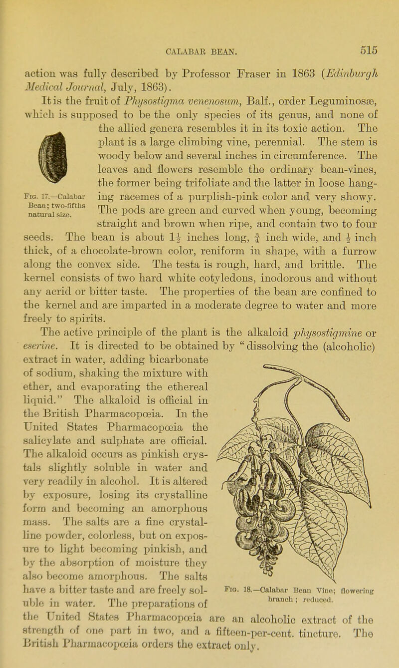 Fig. 17.—Calabar Bean; two-fifths natural size. action was fully described by Professor Fraser in 1863 {Edinburgh Medical Journal, Jnly, 1863). It is the fruit of Phijsostigma venenosum, Balf., order Leguminosse, which is supposed to be the only species of its genus, and none of the allied genera resembles it in its toxic action. The plant is a large climbing vine, perennial. The stem is woody below and several inches in circumference. The leaves and flowers resemble the ordinary bean-vines, the former being trifoliate and the latter in loose hang- ing racemes of a iDurplish-pink color and very showy. The pods are green and curved when young, becoming straight and brown when rijje, and contain two to four seeds. The bean is about ItV inches long, f inch wide, and ^ inch thick, of a chocolate-brown color, reniform in shape, with a furrow along the convex side. The testa is rough, hard, and brittle. The kernel consists of two hard white cotyledons, inodorous and without any acrid or bitter taste. The properties of the bean are confined to the kernel and are imparted in a moderate degree to water and more freely to spirits. The active principle of the plant is the alkaloid pliysostigmine or eserine. It is directed to be obtained by  dissolving the (alcoholic) exti'act in water, adding bicarbonate of sodium, shaking the mixture with ether, and evaporating the ethereal liquid. The alkaloid is official in the British Pharmacopoeia. In the United States Pharmacopoeia the salicylate and sulphate are official. The alkaloid occurs as pinkish crys- tals slightly soluble in water and very readily in alcohol. It is altered by exposure, losing its crystalline form and becoming an amorphous mass. The salts are a fine crystal- line powder, colorless, but on expos- ure to light becoming ijinkish, and by the absorx)tion of moisture they also become amor|)hous. The salts have a bitter taste and are freely sol- uble in water. The preparations of the United States Pharmacopoeia are an alcoholic extract of the strength of one part in two, and a fifteen-per-cent. tincture. Th© British Pharmacopoeia orders the extract only. Fio. 18.—Calabnr Bean Vine; flowering brancli ; reduced.