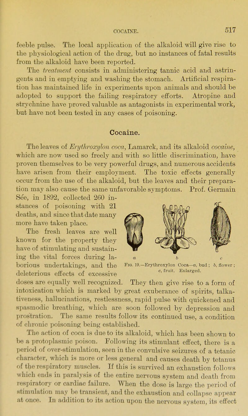 feeble pxilse. The local applicatiou of the alkaloid will give rise to the physiological action of the drug, but no instances of fatal results from the alkaloid have been reported. The treatment consists in administering tannic acid and astrin- gents and in emptying and washing the stomach. Artificial respira- tion has maintained life in experiments upon animals and should be adopted to support the failing respiratory efforts. Atropine and strychnine have proved valuable as antagonists in experimental work, but have not been tested in any cases of poisoning. Cocaine. The leaves of Enjthroxylon coca, Lamarck, and its alkaloid cocaine, which are now used so freely and with so little discrimination, have proven themselves to be very powerful drugs, and numerous accidents have arisen from their employment. The toxic effects generally occur from the use of the alkaloid, but the leaves and their prepara- tion may also cause the same unfavorable symptoms. Prof. Germain See, in 1892, collected 2(30 in- stances of poisoning with 21 deaths, and since that date many more have taken place. The fresh leaves are well known for the i)roperty they have of stimulating and sustain- ing the vital forces during la- borious undertakings, and the - 19 —Erythroxylon Coca—o, bud ; b, flower ; 111. PC L c • c, fruit. Enlarged. deleterious effects of excessive doses are equally well recognized. They then give rise to a form of intoxication which is marked by great exuberance of spirits, talka- tiveness, hallucinations, restlessness, rapid pulse with quickened and spasmodic breathing, which are soon followed by depression and prostration. The same results follow its continued use, a condition of chronic poisoning being established. The action of coca is due to its alkaloid, which has been shown to be a protoplasmic poison. Following its stimulant effect, there is a period of over-stimulation, seen in the convulsive seizures of a tetanic character, which is more or less general and causes death by tetanus of the respiratory muscles. If this is survived an exhaustion follows which ends in paralysis of the entire nervous system and death from respiratory or cardiac failure. When the dose is large the period of stimulation may be transient, and the exhaustion and collapse appear at once. In addition to its action upon the nervous system, its effect