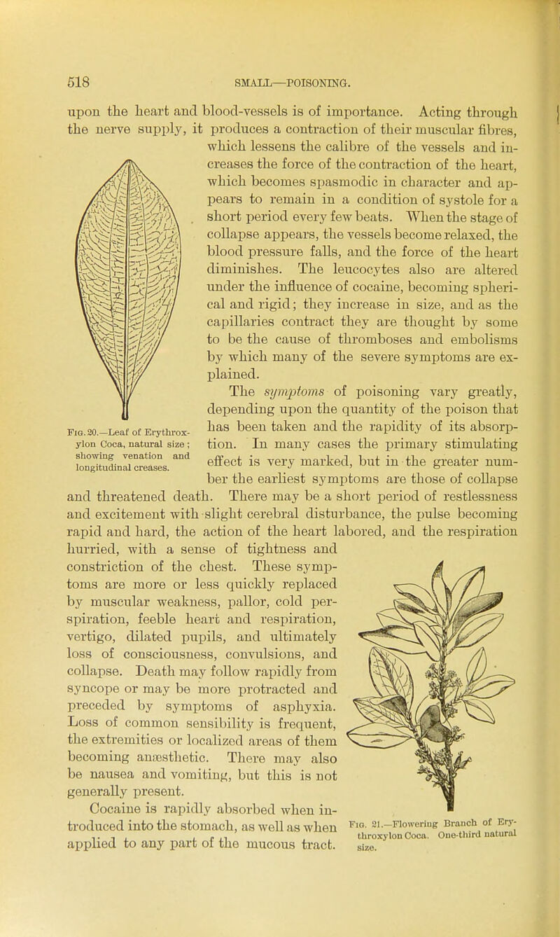 Fig. 20.—Leaf of Erythrox- ylon Coca, natural size ; sliowing venation and longitudinal creases. upon the heart and blood-vessels is of importance. Acting through the nerve supply, it produces a contraction of their muscular fibres, which lessens the calibre of the vessels and in- creases the force of the contraction of the heart, which becomes spasmodic in character and ap- pears to remain in a condition of systole for a short period every few beats. When the stage of collapse appears, the vessels become relaxed, the blood pressure falls, and the force of the heart diminishes. The leucocytes also are altered under the influence of cocaine, becoming spheri- cal and rigid; they increase in size, and as the capillaries contract they are thought by some to be the cause of thromboses and embolisms by which many of the severe symptoms are ex- X^lained. The symptoms of poisoning vary greatly, depending upon the quantity of the poison that has been taken and the rapidity of its absorp- tion. In many cases the primary stimulating effect is very marked, but in the greater num- ber the earliest symptoms are those of collapse and threatened death. There may be a short period of restlessness and excitement with slight cerebral disturbance, the pulse becoming rapid and hard, the action of the heart labored, and the respiration hurried, with a sense of tightness and constriction of the chest. These symp- toms are more or less quickly replaced by muscular weakness, pallor, cold per- spiration, feeble heart and respiration, vertigo, dilated pupils, and ultimately loss of consciousness, convulsions, and collapse. Death may follow rapidly from syncope or may be more protracted and preceded by symptoms of asphyxia. Loss of common sensibility is frequent, the extremities or localized areas of them becoming auiiosthetic. There may also be nausea and vomiting, but this is not generally present. Cocaine is rapidly absorbed when in- troduced into the stomach, as well as when aijpHed to any part of the mucous tract. Fio. 21.—Flowering Branch of Erj-- throxylon Coca. One-third natural size.