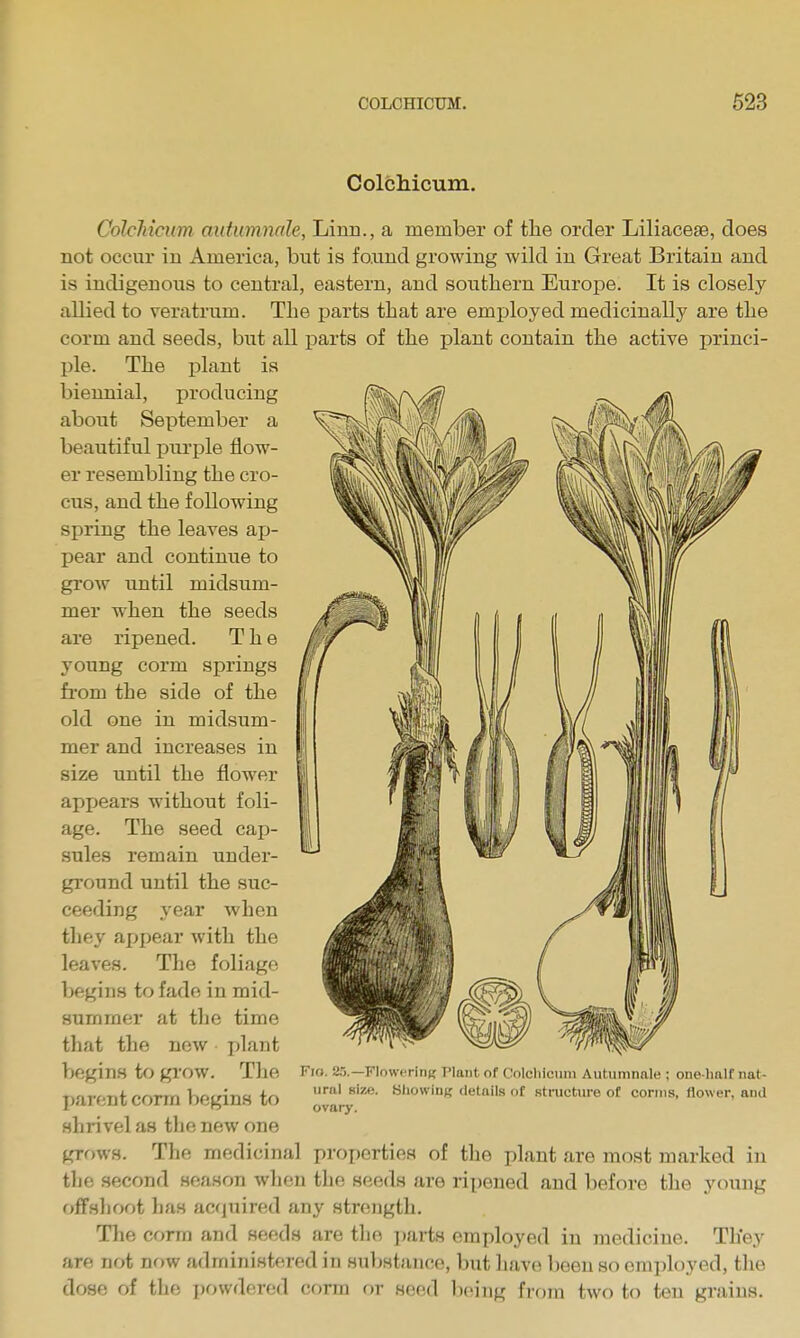 Colcliicuni. ColcMcum autumnale, Linn., a member of the order Liliacese, does not occur in America, but is fo.und growing wild in Great Britain and is indigenous to central, eastern, and southern Europe. It is closely allied to veratrum. The jjarts that are employed medicinally are the corm and seeds, but all i)arts of the plant contain the active princi- ple. The i^lant is biennial, producing about September a beautiful purple flow- er resembling the cro- ciis, and the following spring the leaves ap- pear and continue to grow until midsum- mer when the seeds are ripened. The young corm springs fi'om the side of the old one in midsum- mer and increases in size until the flower appears without foli- age. The seed cap- sules remain under- ground until the suc- ceeding year when they appear with the leaves. The foliage begins to fade in mid- summer at the time that the new plant begins to grow. The parent corm begins to shrivel as the new one gTf)Ws. The medicinal properties of the plant are most marked in the second season when the seeds ai-e ripened and before the young ofFshoot has acquired any strength. The corra and seeds are the parts employed in medicine. They are not now administered in substance, but liave been so employed, the dose of the powdered corm or seed lining from two to ten grains. Fio. 25.—FloweritiK Plant of Colclilcum Autumnale ; one-half nat- ural size. Sliowing details of structure of conns, flower, ami ovary.