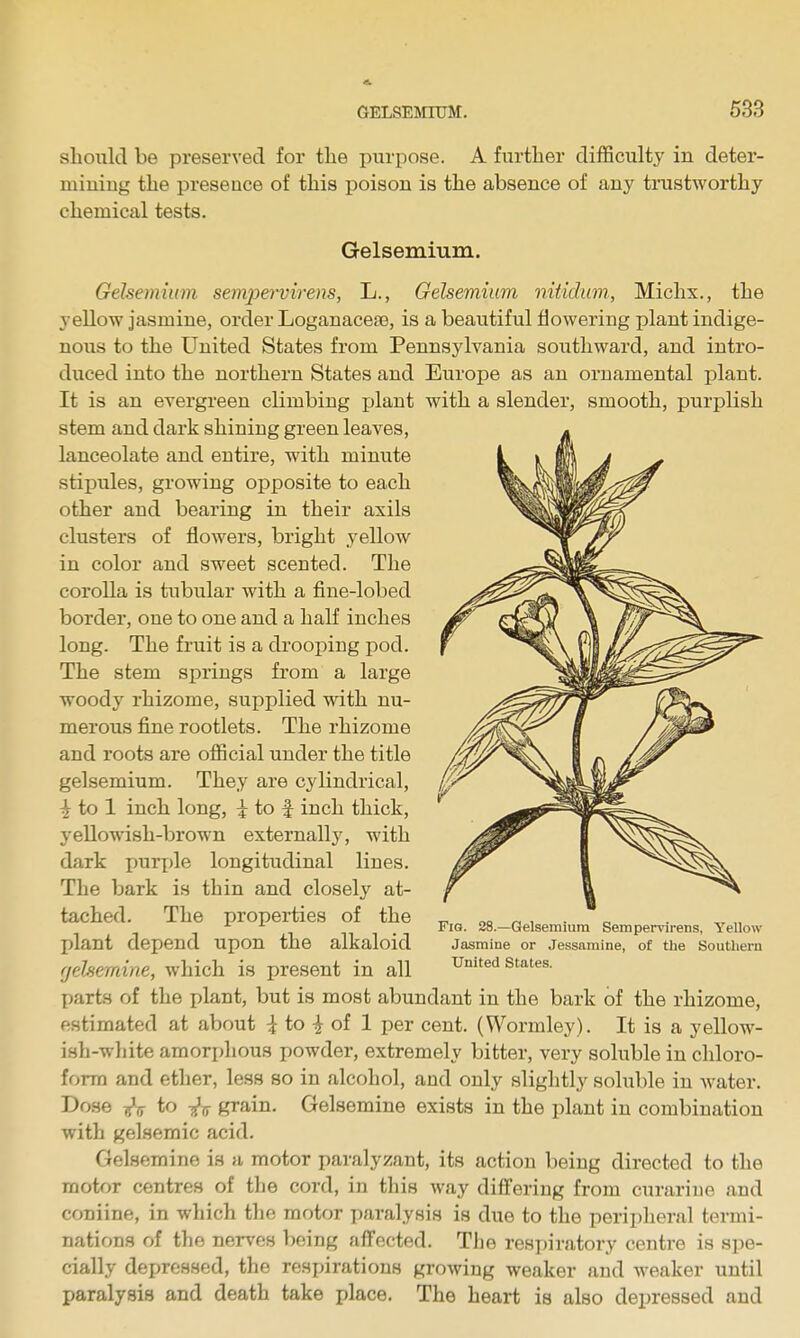 should be preserved for the purpose. A further difficulty in deter- miuiug the presence of this poison is the absence of any trustworthy chemical tests. Gelsemium. Gelsemium sempervirens, L., Gelsemium nitidum., Michx., the yellow jasmine, order Loganacese, is a beautiful flowering plant indige- nous to the United States from Pennsylvania southward, and intro- duced into the northern States and Europe as an ornamental plant. It is an evergreen climbing xjlant with a slender, smooth, purplish stem and dark shining green leaves, lanceolate and entire, with minute stipules, growing opposite to each other and bearing in their axils clusters of flowers, bright yellow in color and sweet scented. The corolla is tubular with a fine-lobed border, one to one and a half inches long. The fruit is a drooping pod. The stem springs from a large woody rhizome, supplied with nu- merous fine rootlets. The rhizome and roots are official under the title gelsemium. They are cylindrical, to 1 inch long, i to f inch thick, yellowish-brown externally, with dark puri)le longitudinal lines. The bark is thin and closely at- tached. The properties of the plant depend upon the alkaloid fjehemine, which is present in all parts of the plant, but is most abundant in the bark of the rhizome, estimated at about ^ to i of 1 per cent. (Wormley). It is a yellow- ish-white amori)hous powder, extremely bitter, very soluble in chloro- form and ether, less so in alcohol, and only slightly soluble in water. Dose -^^ to Tlxi grain, Gelsemine exists in the plant in combination with gelsemic acid. Gelsemine is a motor paralyzant, its action being directed to the motor centres of the cord, in this way differing from curariue and coniine, in which the motor paralysis is due to the peripheral termi- nations of the nerves being affected. The respiratory centre is spe- cially depressed, the respirations growing weaker and weaker until paralysis and death take place. The heart is also depressed and Fig. 28.—Gelsemium Sempervirens, Yellow Jasmine or Jessamine, of the Southern United States.