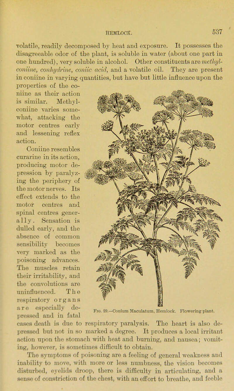 volatile, readily decomijosed by heat and exposure. It possesses the disagreeable odor of the plant, is soluble in water (about one part in one hundred), very soluble in alcohol. Other constituents are methyl- conline, conhydrine, coniic acid, and a volatile oil. They are present in coniine in varying quantities, but have but little influence upon the properties of the co- niine as their action is similar. Methyl- coniine varies some- what, attacking the motor centres early and lessening reflex action. Coniine resembles curarine in its action, producing motor de- pression by paralyz- ing the periphery of the motor nerves. Its effect extends to the motor centres and spinal centres gener- al 1 y . Sensation is dulled early, and the absence of common sensibility becomes very marked as the poisoning advances. The muscles retain their irritability, and the convolutions are uninfluenced. The respiratory organs are especially de- pressed and in fatal ca.ses death is due to respiratory paralysis. The heart is also de- pressed but not in so marked a degree. It produces a local irritant action upon the stomach with heat and burning, and nausea; vomit- ing, however, is sometimes difficult to obtain. The symptoms of poisoning are a feeling of general weakness and inability to move, with more or less numbness, the vision becomes disturbed, eyelids droop, there is difficulty in articulating, and a sense of constriction of the chest, with an effort to breathe, and feeble Fio. 20.—Conlum Maculatum, Hemlock. Flowering plant.