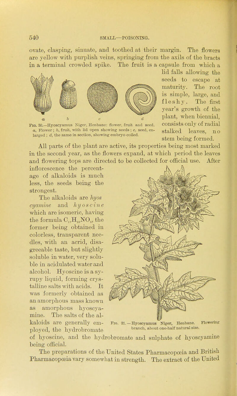 FiQ. 30.—Hyoscyamiis Niger, Henbane: flower, fruit and seed o, Flower; b, frait, with lid open showing seeds ; c, seed, en- larged ; d, the same in section, showing embryo coiled. ovate, clasping, siuuate, and tootlied at tlieir margin. The flowers are yellow with purplish veins, springing from the axils of the bracts in a terminal crowded spike. The fruit is a capsule from which a lid falls allowing the seeds to escape at maturit3^ The root is simple, large, and fleshy. The first year's growth of the plant, when biennial, consists only of radial stalked leaves, n o stem being formed. All parts of the plant are active, its properties being most marked in the second year, as the flowers expand, at which period the leaves and flowering tops are directed to be collected for ofiicial use. After inflorescence the jjercent- age of alkaloids is much less, the seeds being the strongest. The alkaloids are hyos cyamine and hyos cine which are isomeric, having the formula C^H.^NOj, the former being obtained in colorless, transparent nee- dles, with an acrid, disa- greeable taste, but slightly soluble in water, very solu- ble in acidulated water and alcohol. Hyoscine is a sy- rupy liquid, forming crys- talline salts with acids. It was formerly obtained as an amorjihous mass known as amorphous hj'oscya- mine. The salts of the al- kaloids are generally em- ployed, the hydrobromate of hyoscine, and the hydrobromate and sulphate of hyoscyamiue being oflScial. The preparations of the United States Pharmacopa3ia and British Pharmacopoeia vary somewhat in strength. The extract of the United Fig. 31. -Hyoscyamua Niger, Henbane. Flowennpr brancli, about one-half natural size.
