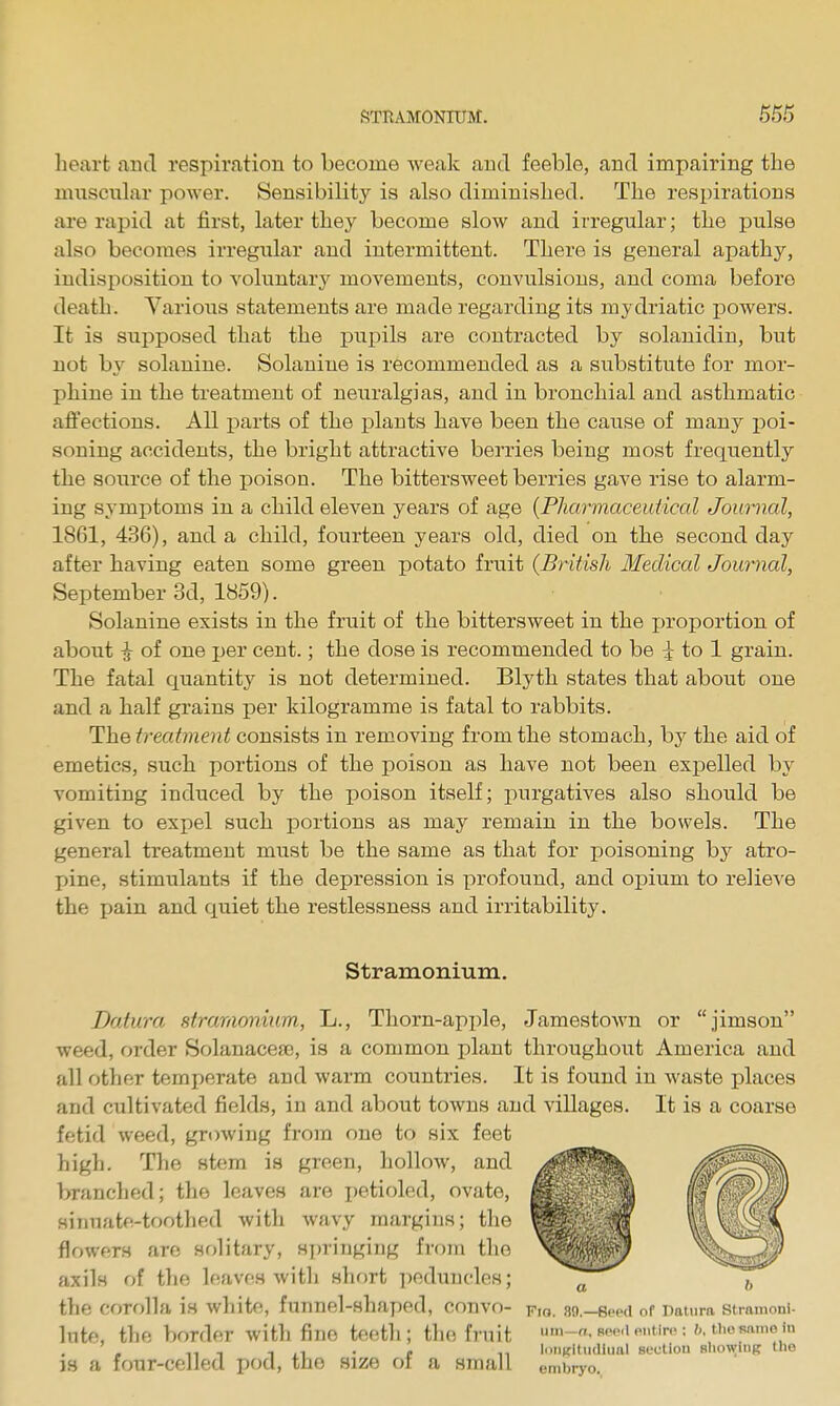 heart and respiration to become weak and feeble, and impairing the mnsciilar power. Sensibility is also diminished. The respirations are rapid at first, later they become slow and irregular; the pulse also becomes irregular and intermittent. There is general apathy, indisposition to voluntary movements, convulsions, and coma before death. Various statements are made regarding its mydriatic powers. It is supposed that the pupils are contracted by solanidin, but not by solanine. Solaniue is recommended as a substitute for mor- phine in the treatment of neuralgias, and in bronchial and asthmatic affections. All parts of the i)lants have been the cause of many poi- soning accidents, the bright attractive berries being most frequently the source of the poison. The bittersweet berries gave rise to alarm- ing symptoms in a child eleven years of age {Pharmaceutical Joimial, 1861, 436), and a child, fourteen years old, died on the second day after having eaten some green potato fruit {British Medical Journal, September 3d, 1859). Solanine exists in the fruit of the bittersweet in the jjroportion of about ^ of one per cent.; the dose is recommended to be ^ to 1 grain. The fatal quantity is not determined. Blyth states that about one and a half grains per kilogramme is fatal to rabbits. The treatment consists in removing from the stomach, by the aid of emetics, such portions of the poison as have not been expelled by vomiting induced by the poison itself; purgatives also should be given to expel such portions as may remain in the bowels. The general treatment must be the same as that for poisoning by atro- pine, stimulants if the depression is profound, and opium to relieve the pain and quiet the restlessness and irritability. Stramonium. Datura stramonium, L., Thorn-apple, Jamestown or jimson weed, order Solanacese, is a common plant throughout America and all other temperate and warm countries. It is found in waste places and cultivated fields, in and about towns and villages. It is a coarse fetid weed, growing from one to six feet high. The stem is green, hollow, and branched; the leaves are i)etioled, ovate, sinuate-toothed with wavy margins; the flowers are solitary, H])ringing from the axils of the leaves with HlK)rt peduncles; ^ the corolla is white, funnel-shaped, convo- so.—seed of naturn stramoni- lute, the border with fine teeth; the fruit un,-a,Boe.ientir.>; Mhesamoin ' n n 1 ,1 • r Ti loiiKltudlual suutiou Bhowltig the js a four-celled pod, the size oi a small embrj-o