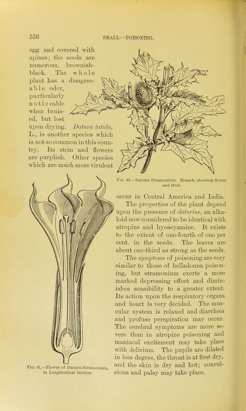 disagree- egg and covered with spines; the seeds are m;merous, brownish- black. The whole plant has a able odor, particularlj' n o t i c eable when bruis- ed, but lost upon drying. Datura tatula, L., is another species which is not so common in this coun- try. Its stem and flowers are purplish. Other species which are much more virulent Fio. 41. —Flower (if Datura Stramouium, in Longitudinal Section. Fig. 40.—Datura Stramonium. Branch, showing Hower and fruit. occur in Central America and Lidia. The propeities of the plant depend upon the presence of daturine, an alka- loid now considered to be identical with atropine and hyoscyamine. It exists to the extent of one-fourth of one per cent, in the seeds. The leaves are about one-third as strong as the seeds. The symptoms of poisoning are Yery similar to those of belladonna poison- ing, but stramonium exerts a more marked depressing effect and dimin- ishes sensibility to a greater extent. Its action upon the respiratory organs and heart is very decided. The mus- cular system is relaxed and diarrhoea and iirofuse i^erspiratiou may occur. The cerebral symptoms are more se- vere than in atroi^ine poisoning and maniacal excitement may take place with delirium. The pupils are dilated in less degree, the throat is at first dry, and the skin is dry and hot; convul- sions and palsy may take place.