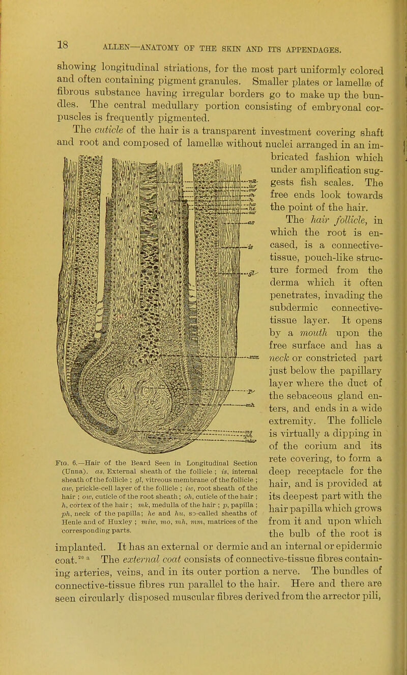 showing longitudinal striations, for the most part uniformly colored and often containing pigment granules. Smaller plates or lamellae of fibrous substance having irregular borders go to make up the bun- dles. The central medullary portion consisting of embryonal cor- puscles is frequently pigmented. The cuticle of the hair is a transparent investment covering shaft and root and composed of lamellae without nuclei arranged in an im- bricated fashion which under amplification sug- gests fish scales. The free ends look towards the point of the hair. The hair follicle, in which the root is en- cased, is a connective- tissue, pouch-like struc- ture formed from the derma which it often penetrates, invading the subdermic connective- tissue layer. It opens by a mouth upon the free surface and has a neck or constricted part just below the papillary layer where the duct of the sebaceous gland en- ters, and ends in a wide extremity. The follicle is virtually a dipping in of the corium and its rete covering, to form a deep receptacle for the hair, and is provided at its deepest part with the hair papilla which grows from it and upon which the bulb of the root is implanted. It has an external or dermic and an internal or epidermic coat.20 a The external coat consists of connective-tissue fibres contain- ing arteries, veins, and in its outer portion a nerve. The bundles of connective-tissue fibres run parallel to the hair. Here and there are seen circularly disposed muscular fibres derived from the arrector pili, Fig. 6.—Hair of the Beard Seen in Longitudinal Section (Unna). as, External sheath of the follicle ; is, internal sheath of the follicle ; gl, vitreous membrane of the follicle ; aw, prickle-cell layer of the follicle ; iw, root sheath of the hair ; ow, cuticle of the root sheath; oh, cuticle of the hair ; h, cortex of the hair ; mk, medulla of the hair ; p, papilla ; ph, neck of the papilla; he and hu, so-called sheaths of Henle and of Huxley ; mho, mo, mh, mm, matrices of the corresponding parts.