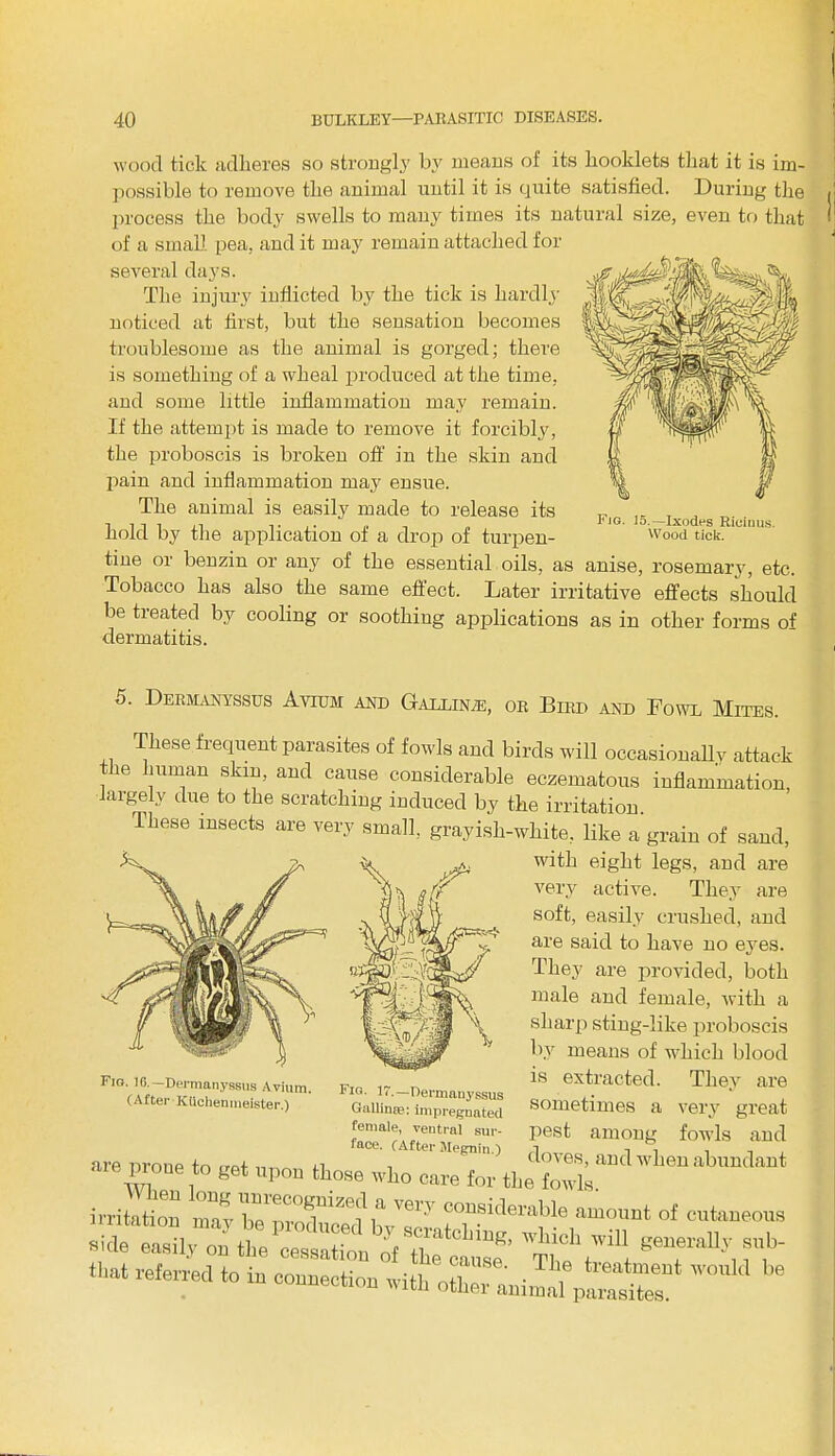 \V wood tick adheres so strongly by means of its booklets that it is im- possible to remove the animal until it is quite satisfied. During the process the body swells to many times its natural size, even to that of a small pea, and it may remain attached for several days. The injury indicted by the tick is hardly noticed at first, but the sensation becomes troublesome as the animal is gorged; there is something of a wheal produced at the time, and some little indammation may remain. If the attempt is made to remove it forcibly, the proboscis is broken off in the skin and pain and indammation may ensue. The animal is easily made to release its hold by the application of a drop of turpen- tine or benzin or any of the essential oils, as anise, rosemary, etc. Tobacco has also the same effect. Later irritative effects should be treated by cooling or soothing applications as in other forms of dermatitis. Fig. 15.—Ixodes Ricinus. Wood tick. 5. Dermanyssus Avium and Galling, or Bird and Fowl Mites. These frequent parasites of fowls and birds will occasionally attack the human skin, and cause considerable eczematous indammation, largely due to the scratching induced by the irritation. These insects are very small, grayish-white, like a grain of sand, with eight legs, and are very active. They are soft, easily crushed, and are said to have no eyes. They are provided, both male and female, with a sharp sting-like proboscis by means of which blood is extracted. They are sometimes a very great pest among fowls and are pronto get upon those who care for the irritation ZZT„f “f, ^ amount of cutaneous aide easiiZ^e'rrn^r^' “nt that referred to in connection with ^ ^ Fig. 16. —Dermanyssus Avium. (A fter KUchenmeister.) Fig. 17.—Dermanyssus Gallium: impregnated female, ventral sur- face. CAfter Megnin.)