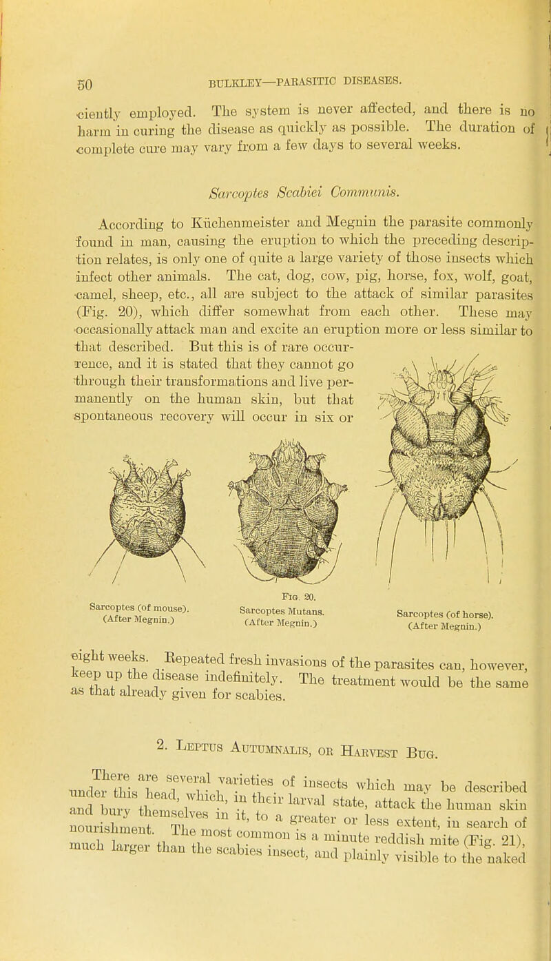 ■ciently employed. The system is never affected, and there is no harm in curing the disease as quickly as possible. The duration of complete cure may vary from a few days to several weeks. Sarcoptes Scabiei Communis. According to Kiichenmeister and Megnin the parasite commonly found in man, causing the eruption to which the preceding descrip- tion relates, is only one of quite a large variety of those insects which infect other animals. The cat, dog, cow, pig, horse, fox, wolf, goat, ■camel, sheep, etc., all are subject to the attack of similar parasites (Fig. 20), which differ somewhat from each other. These may ‘occasionally attack man and excite an eruption more or less similar to that described. But this is of rare occur- rence, and it is stated that they cannot go ■through their transformations and live per- manently on the human skin, but that spontaneous recovery will occur in six or Fig. 20. Sarcoptes (of mouse). Sarcoptes Mutans (After Megnin.) (After Megnin.) Sarcoptes (of horse). (After Megnin.) eight weeks. Bepeated fresh invasions of the parasites can, however, ie f lsease indefinitely. The treatment would be the same as tnat already given for scabies. 'A. Leptus Autumnalis, on Harvest Bug. -JLTi»T„ ,77' 7rI7ea of iM6cta may be describe ” ' til ’ r 1 ? the“'lml ^ek the human ski ooLsZeS ™VeS 10 a *“*» 1888 iu search , much I.„,,e,.'tl,.,.,'!im0Sl f01™0 18 “ minute reddish mite (Fig. 21 much larger than the ecab.es resect, and plainly visible to the Bake