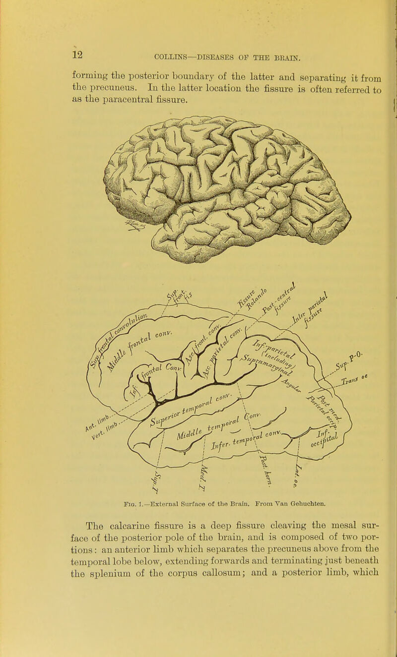 forming the posterior boundary of the latter and separating it from the precuneus. Iu the latter location the fissure is often referred to as the paracentral fissure. The calcarine fissure is a deep fissure cleaving the mesal sur- face of the posterior pole of the brain, and is composed of two por- tions : an anterior limb which separates the precuneus above from the temporal lobe below, extending forwards and terminating just beneath the splenium of the corpus callosum; and a posterior limb, which