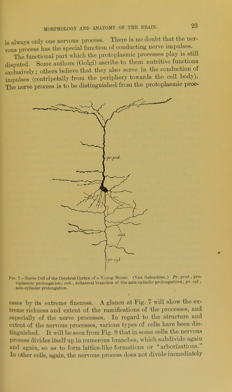 is always only one nervous process. There is no doubt that the ner- vous process has the special function of conducting nerve impulses. The functional part which the protoplasmic processes play is still disputed. Some authors (Golgi) ascribe to them nutritive functions exclusively; others believe that they also serve in the conduction of impulses (centripetally from the periphery towards the cell body). The nerve process is to be distinguished from the protoplasmic proc- Fio. 7.—Nerve Cell of the Cerebral Cortex of a Young Mouse. (Van Gehucliten.) Pr. prot., pro- toplasmic prolongation; coll., collateral branches of the axis-cylinder prolongations, pi. cyl., axis-cylinder prolongation. esses by its extreme fineness. A glance at Fig. 7 will show the ex- treme richness and extent of the ramifications of the processes, and especially of the nerve processes. In regard to the structure and extent of the nervous processes, various types of cells have been dis- tinguished. It will be seen from Fig. 8 that in some cells the nervous process divides itself up in numerous branches, which subdivide again and again, so as to form lattice-like formations or “ arborizations. In other cells, again, the nervous process does not divide immediately