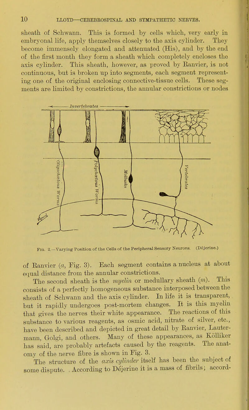slieatli of Schwann. This is formed by cells which, very early in embi’yonal life, apply themselves closely to the axis cylinder. They become immensely elongated and attenuated (His), and by the end of the first month they form a sheath which completely encloses the axis cylinder. This sheath, however, as proved by Banvier, is not continuous, but is broken up into segments, each segment represent- ing one of the original enclosing connective-tissue cells. These seg- ments are limited by constrictions, the annular constrictions or nodes Invertebrates Fiq. 2.—Varying Position of the Cells of the Peripheral Sensory Neurons. (Dfijerine.) of Banvier (a, Fig. 3). Each segment contains a nucleus at about equal distance from the annular constrictions. The second sheath is the myelin or medullary sheath (in). This consists of a perfectly homogeneous substance interposed between the sheath of Schwann and the axis cylinder. In life it is transparent, but it rapidly undergoes post-mortem changes. It is this myelin that gives the nerves their white appearance. The reactions of this substance to various reagents, as osmic acid, nitrate of silver, etc., have been described and depicted in great detail by Banvier, Lautei- mann, Golgi, and others. IMany of these appeaiances, as Ebllikei has said, are probably artefacts caused by the reagents. The anat- omy of the nerve fibre is shown in Fig. 3. The structure of the axis cylinder itself has been the subject of some dispute. According to Dejeriue it is a mass of fibiils, accoid-