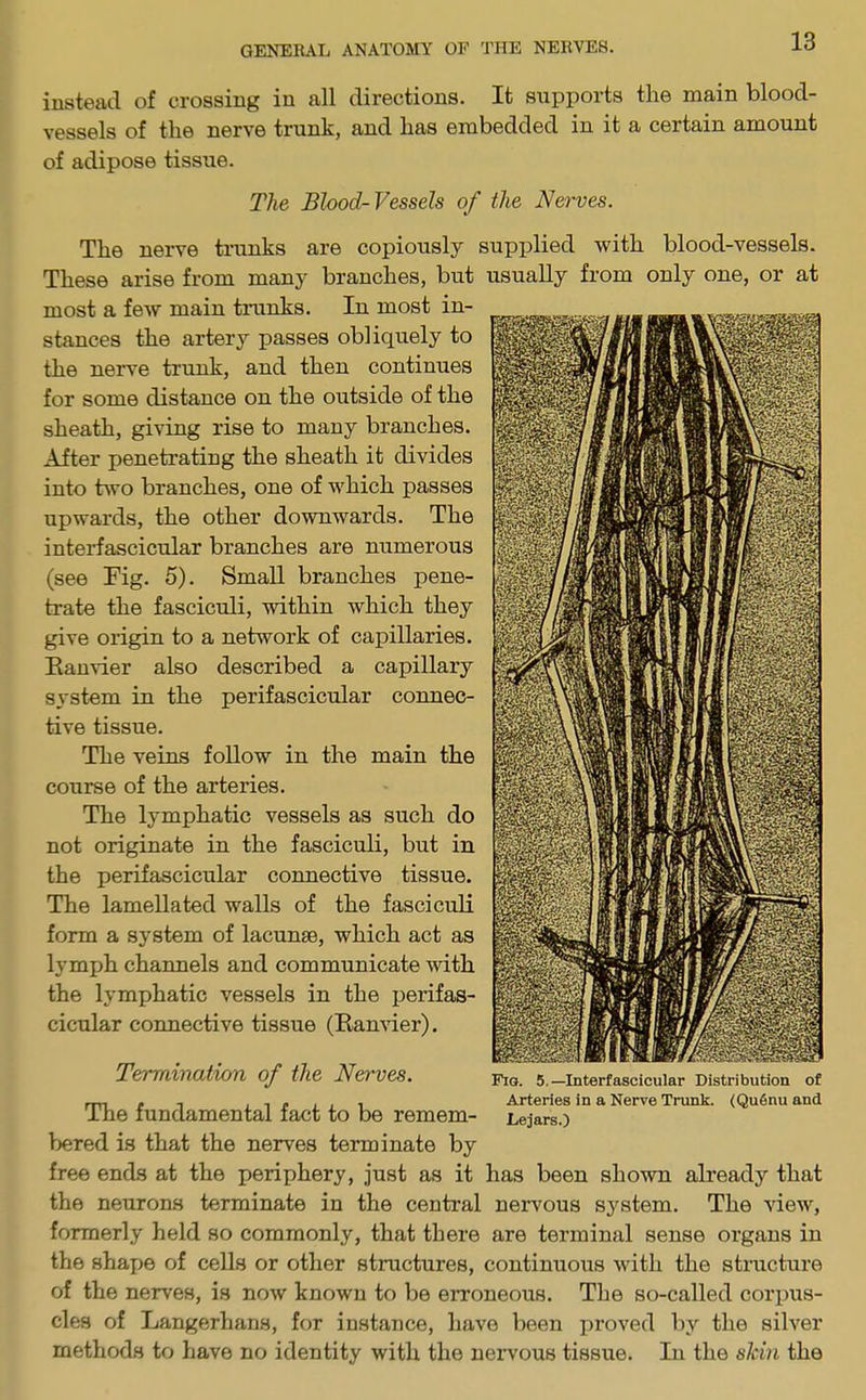 instead of crossing in all directions. It supports the main blood- vessels of the nerve trunk, and has embedded in it a certain amount of adipose tissue. The Blood-Vessels of the Nerves. The nerve trunks are copiously supplied with blood-vessels. These arise from many branches, but usually from only one, or at most a few main trunks. In most in- stances the artery passes obliquely to the nerve trunk, and then continues for some distance on the outside of the sheath, giving rise to many branches. After penetrating the sheath it divides into two branches, one of which passes upwards, the other downwards. The interfascicular branches are numerous (see Fig. 5). Small branches pene- trate the fasciculi, within which they give origin to a network of capillaries. Ranvier also described a capillary system in the perifascicular connec- tive tissue. The veins follow in the main the course of the arteries. The lymphatic vessels as such do not originate in the fasciculi, but in the perifascicular connective tissue. The lamellated walls of the fasciculi form a system of lacunae, which act as lymjjh channels and communicate with the lymphatic vessels in the perifas- cicular connective tissue (Ranvier). Termination of the Nerves. The fundamental fact to be remem- bered is that the nerves terminate by free ends at the periphery, just as it has been shown already that the neurons terminate in the central nervous system. The view, formerly held so commonly, that there are terminal sense organs in the shape of cells or other structures, continuous with the structure of the nerves, is now known to be erroneous. The so-called corpus- cles of Langerhans, for instance, have been proved by the silver methods to have no identity with the nervous tissue. In the shin the Fig. 5.—Interfascicular Distribution of Arteries in a Nerve Trunk. (Qu6nu and Lejars.)