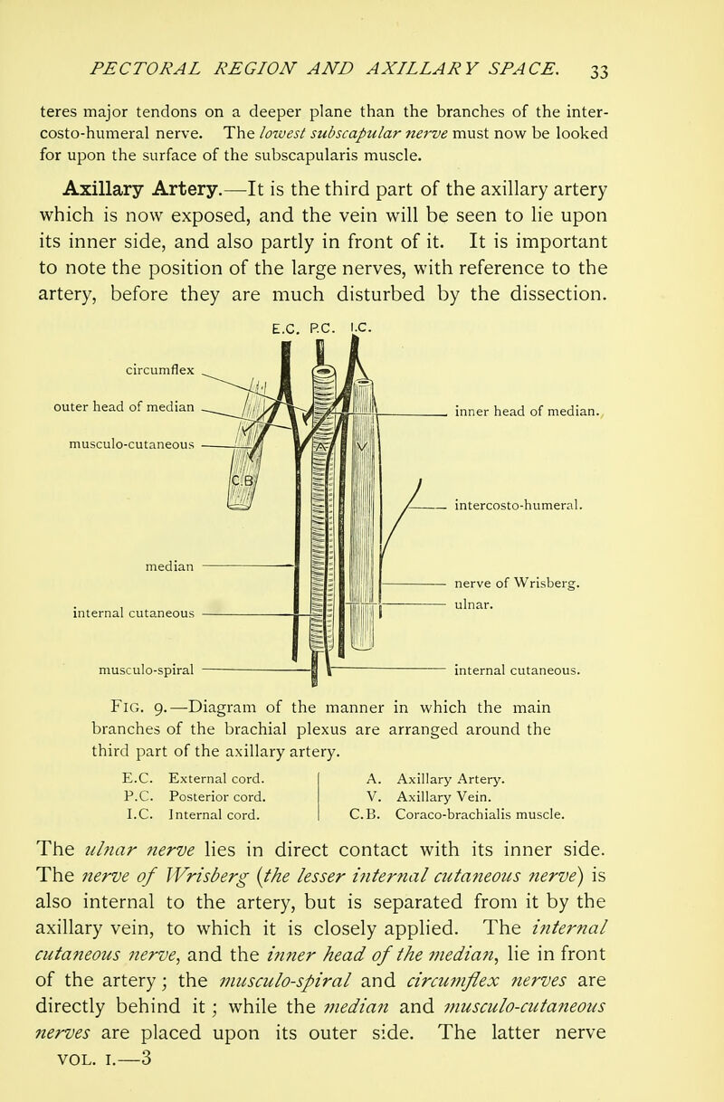 teres major tendons on a deeper plane than the branches of the inter- costo-humeral nerve. The lowest subscapular net've must now be looked for upon the surface of the subscapularis muscle. Axillary Artery.—It is the third part of the axillary artery which is now exposed, and the vein will be seen to lie upon its inner side, and also partly in front of it. It is important to note the position of the large nerves, with reference to the artery, before they are much disturbed by the dissection. circumflex outer head of median musculo-cutaneous median internal cutaneous musculo-spira inner head of median. intercosto-humeral nerve of Wrisberg. ulnar. internal cutaneous. Fig. 9.—Diagram of the manner in which the main branches of the brachial plexus are arranged around the third part of the axillary artery. E.C. External cord. A. Axillary Artery. P.C. Posterior cord. V. Axillary Vein. I.e. Internal cord. C.B. Coraco-brachialis muscle. The ulnar nerve lies in direct contact with its inner side. The 72erve of JVrisberg {the lesser i?iter?ial cutaneous nerve) is also internal to the artery, but is separated from it by the axillary vein, to which it is closely applied. The internal cutaneous nerve, and the inner head of the median, lie in front of the artery; the inusculo-spiral and circumflex nerves are directly behind it; while the ?Jiedian and musculo-cutaneous nerves are placed upon its outer side. The latter nerve VOL. I. 3