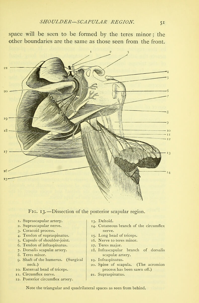 space will be seen to be formed by the teres minor; the other boundaries are the same as those seen from the front. 2 3 Fig. 13.—Dissection of the posterior scapular region. I. Suprascapular artery. Deltoid. 2. Suprascapular nerve. 14. Cutaneous branch of the circumflex 3- Coracoid process. nerve. 4- Tendon of supraspinatus. 15- Long head of triceps. 5- Capsule of shoulder-joint. 16. Nerve to teres minor. 6. Tendon of infraspinatus. 17- Teres major. 7- Dorsalis scapulae arterj^ 18. Infrascapular branch of dorsalis 8. Teres minor. scapulae artery. 9- Shaft of the humerus. (Surgical 19. Infraspinatus. neck.) 20. Spine of scapula. (The acromion 10. External head of triceps. process has been sawn off.) II. Circumflex nerve. 21. Supraspinatus. 12. Posterior circumflex artery. Note the triangular and quadrilateral spaces as seen from behind.