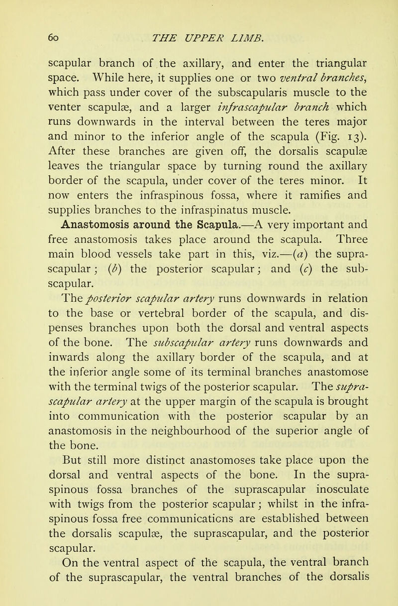 scapular branch of the axillary, and enter the triangular space. While here, it supplies one or two ventral branches^ which pass under cover of the subscapularis muscle to the venter scapulae, and a larger ififrascapular branch which runs downwards in the interval between the teres major and minor to the inferior angle of the scapula (Fig. 13). After these branches are given off, the dorsalis scapulae leaves the triangular space by turning round the axillary border of the scapula, under cover of the teres minor. It now enters the infraspinous fossa, where it ramifies and supplies branches to the infraspinatus muscle. Anastomosis around the Scapula.—A very important and free anastomosis takes place around the scapula. Three main blood vessels take part in this, viz.—{a) the supra- scapular ; {b) the posterior scapular; and {c) the sub- scapular. The posterior scapular artery runs downwards in relation to the base or vertebral border of the scapula, and dis- penses branches upon both the dorsal and ventral aspects of the bone. The subscapular artery runs downwards and inwards along the axillary border of the scapula, and at the inferior angle some of its terminal branches anastomose with the terminal twigs of the posterior scapular. The supra- scapular artery at the upper margin of the scapula is brought into communication with the posterior scapular by an anastomosis in the neighbourhood of the superior angle of the bone. But still more distinct anastomoses take place upon the dorsal and ventral aspects of the bone. In the supra- spinous fossa branches of the suprascapular inosculate with twigs from the posterior scapular; whilst in the infra- spinous fossa free communications are established between the dorsalis scapulae, the suprascapular, and the posterior scapular. On the ventral aspect of the scapula, the ventral branch of the suprascapular, the ventral branches of the dorsalis