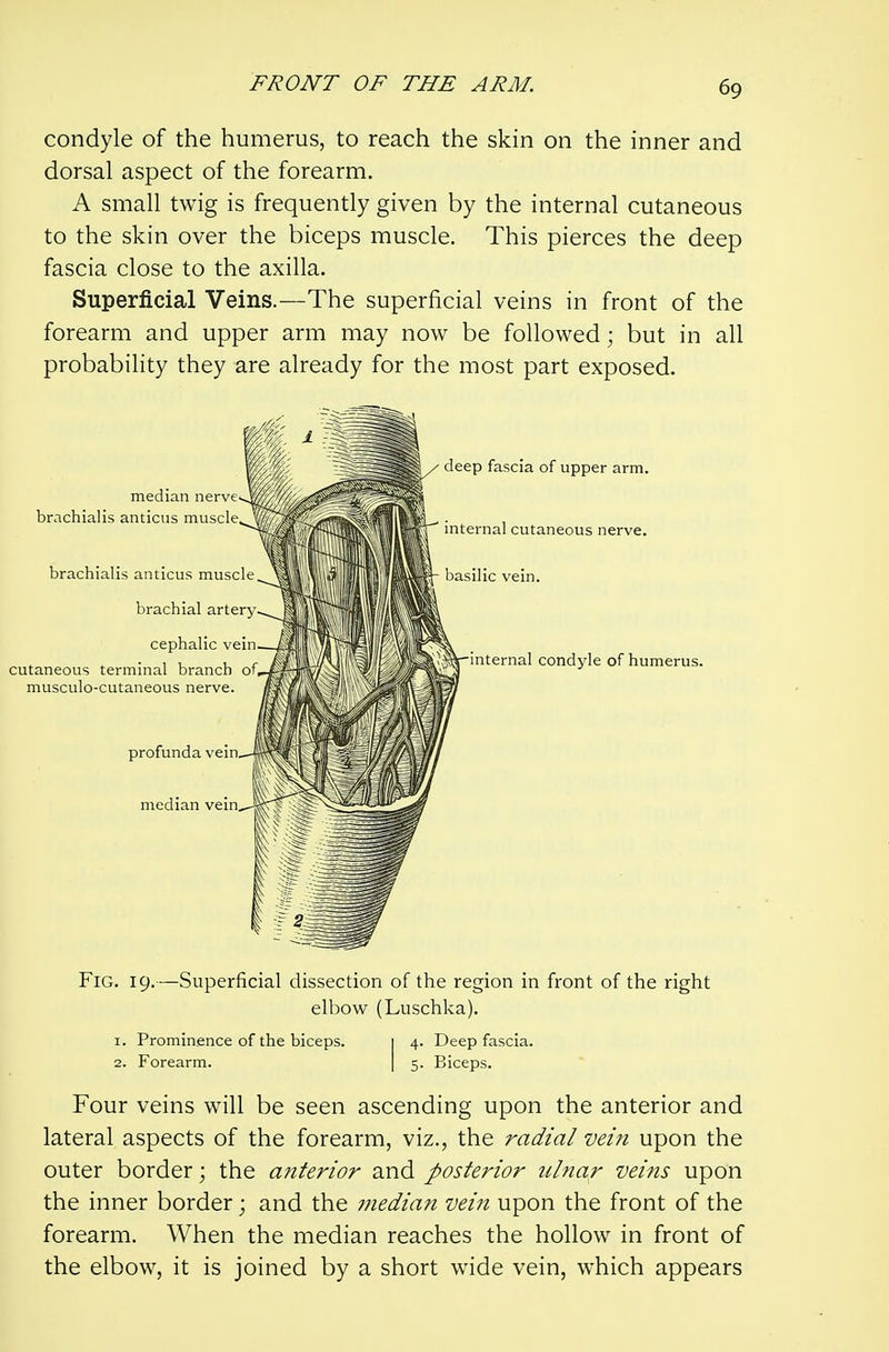 condyle of the humerus, to reach the skin on the inner and dorsal aspect of the forearm. A small twig is frequently given by the internal cutaneous to the skin over the biceps muscle. This pierces the deep fascia close to the axilla. Superficial Veins.—The superficial veins in front of the forearm and upper arm may now be followed; but in all probability they are already for the most part exposed. Fig. 19.—Superficial dissection of the region in front of the right elbow (Luschka). 1. Prominence of the biceps. 1 4. Deep fascia. 2. Forearm. | 5. Biceps. Four veins will be seen ascending upon the anterior and lateral aspects of the forearm, viz., the radial vein upon the outer border; the anterior and posterior ulnar veins upon the inner border; and the median vein upon the front of the forearm. When the median reaches the hollow in front of the elbow, it is joined by a short wide vein, which appears