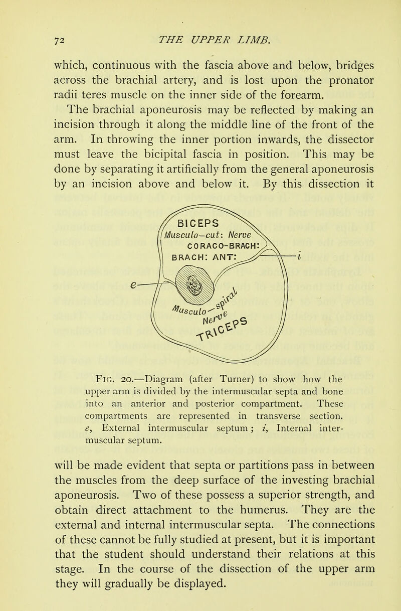 which, continuous with the fascia above and below, bridges across the brachial artery, and is lost upon the pronator radii teres muscle on the inner side of the forearm. The brachial aponeurosis may be reflected by making an incision through it along the middle line of the front of the arm. In throwing the inner portion inwards, the dissector must leave the bicipital fascia in position. This may be done by separating it artificially from the general aponeurosis by an incision above and below it. By this dissection it Fig. 20.—Diagram (after Turner) to show how the upper arm is divided by the intermuscular septa and bone into an anterior and posterior compartment. These compartments are represented in transverse section. e. External intermuscular septum; z, Internal inter- muscular septum. will be made evident that septa or partitions pass in between the muscles from the deep surface of the investing brachial aponeurosis. Two of these possess a superior strength, and obtain direct attachment to the humerus. They are the external and internal intermuscular septa. The connections of these cannot be fully studied at present, but it is important that the student should understand their relations at this stage. In the course of the dissection of the upper arm they will gradually be displayed.