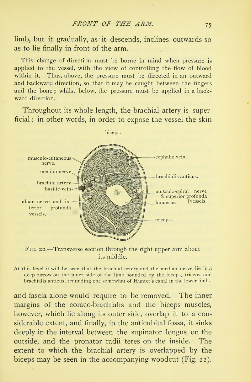 limb, but it gradually, as it descends, inclines outwards so as to lie finally in front of the arm. This change of direction must be borne in mind when pressure is applied to the vessel, with the view of controlling the flow of blood within it. Thus, above, the pressure must be directed in an outward and backward direction, so that it may be caught between the fingers and the bone ; whilst below, the pressure must be applied in a back- ward direction. Throughout its whole length, the brachial artery is super- ficial : in other words, in order to expose the vessel the skin biceps. cephalic vein. brachialis anticus. musculo-spiral nerve & superior profunda humerus. [vessels. triceps. Fig. 22.—Transverse section through the right upper arm about its middle. At this level it will be seen that the brachial artery and the median nerve lie in a deep furrow on the inner side of the limb bounded by the biceps, triceps, and brachialis anticus, reminding one somewhat of Hunter's canal in the lower limb. and fascia alone would require to be removed. The inner margins of the coraco-brachialis and the biceps muscles, however, which lie along its outer side, overlap it to a con- siderable extent, and finally, in the anticubital fossa, it sinks deeply in the interval between the supinator longus on the outside, and the pronator radii teres on the inside. The extent to which the brachial artery is overlapped by the biceps may be seen in the accompanying woodcut (Fig. 22).