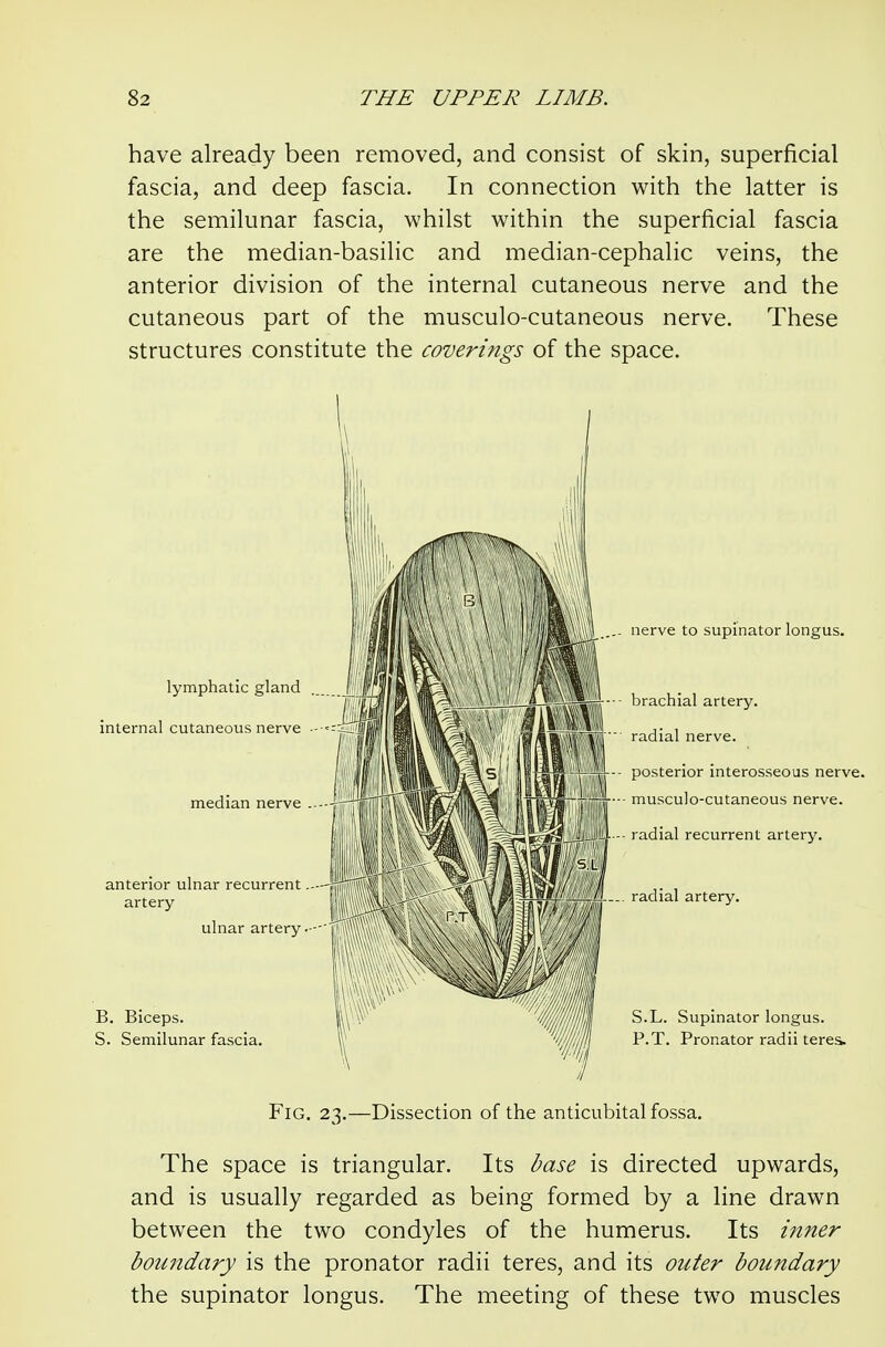 have already been removed, and consist of skin, superficial fascia, and deep fascia. In connection with the latter is the semilunar fascia, whilst within the superficial fascia are the median-basilic and median-cephalic veins, the anterior division of the internal cutaneous nerve and the cutaneous part of the musculo-cutaneous nerve. These structures constitute the coverings of the space. lymphatic gland internal cutaneous nerve median nerve anterior ulnar recurrent artery ulnar artery • B. Biceps. S. Semilunar fascia. nerve to supinator longus. brachial artery, radial nerve. posterior interosseous nerve, musculo-cutaneous nerve. radial recurrent artery, radial artery. S.L. Supinator longus. P.T. Pronator radii teres. Fig. 23.—Dissection of the anticubital fossa. The space is triangular. Its base is directed upwards, and is usually regarded as being formed by a line drawn between the two condyles of the humerus. Its inner boundary is the pronator radii teres, and its outer boundary the supinator longus. The meeting of these two muscles