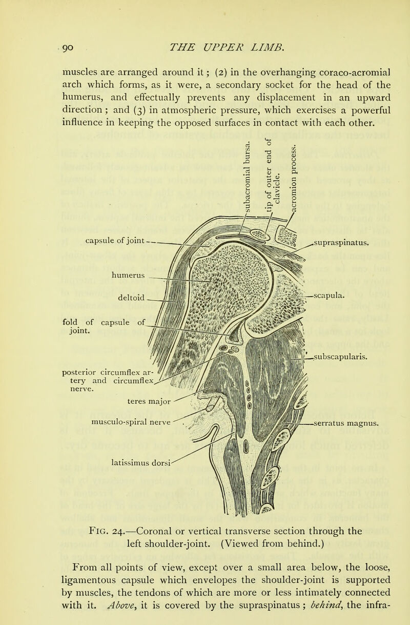 muscles are arranged around it; (2) in the overhanging coraco-acromial arch which forms, as it were, a secondary socket for the head of the humerus, and effectually prevents any displacement in an upward direction ; and (3) in atmospheric pressure, which exercises a powerful influence in keeping the opposed surfaces in contact with each other. .2 D . &i Fig. 24.—Coronal or vertical transverse section through the left shoulder-joint. (Viewed from behind.) From all points of view, except over a small area below, the loose, ligamentous capsule which envelopes the shoulder-joint is supported by muscles, the tendons of which are more or less intimately connected with it. Above, it is covered by the supraspinatus ; behind, the infra-