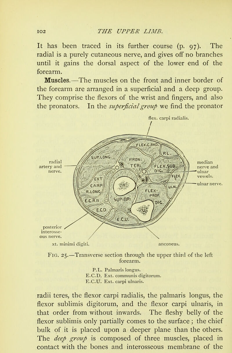 It has been traced in its further course (p. 97). The radial is a purely cutaneous nerve, and gives off no branches until it gains the dorsal aspect of the lower end of the forearm. Muscles.—The muscles on the front and inner border of the forearm are arranged in a superficial and a deep group. They comprise the flexors of the wrist and fingers, and also the pronators. In the superficial group we find the pronator flex, carpi radialis. xt. minimi digiti. anconeus. Fig. 25.—Transverse section through the upper third of the left forearm. P.L. Palmaris longus. E.C.D. Ext. communis digitorum. E.C.U. Ext. carpi ulnaris. radii teres, the flexor carpi radialis, the palmaris longus, the flexor sublimis digitorum, and the flexor carpi ulnaris, in that order from without inwards. The fleshy belly of the flexor sublimis only partially comes to the surface; the chief bulk of it is placed upon a deeper plane than the others. The deep group is composed of three muscles, placed in contact with the bones and interosseous membrane of the