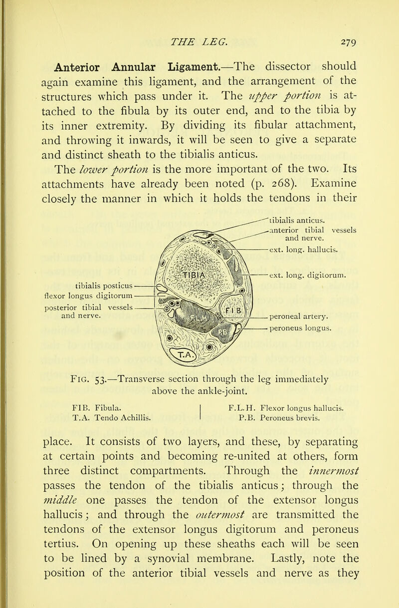 Anterior Annular Ligament.—The dissector should again examine this ligament, and the arrangement of the structures which pass under it. The upper portio?i is at- tached to the fibula by its outer end, and to the tibia by its inner extremity. By dividing its fibular attachment, and throwing it inwards, it will be seen to give a separate and distinct sheath to the tibialis anticus. The loiver portion is the more important of the two. Its attachments have already been noted (p. 268). Examine closely the manner in which it holds the tendons in their tibialis anticus. anterior tibial vessels and nerve. ext. long, hallucis. ext. long, digllorum. peroneal artery, peroneus longus. Fig. 53.—Transverse section through the leg immediately above the ankle-joint. FIB. Fibula. j F.L.H. Flexor longus hallucis. T.A. Tendo Achillis. I P.B. Peroneus brevis. place. It consists of two layers, and these, by separating at certain points and becoming re-united at others, form three distinct compartments. Through the innermost passes the tendon of the tibialis anticus; through the middle one passes the tendon of the extensor longus hallucis; and through the outermost are transmitted the tendons of the extensor longus digitorum and peroneus tertius. On opening up these sheaths each will be seen to be lined by a synovial membrane. Lastly, note the position of the anterior tibial vessels and nerve as they tibialis posticus flexor longus digitorum posterior tibial vessels and nerve.