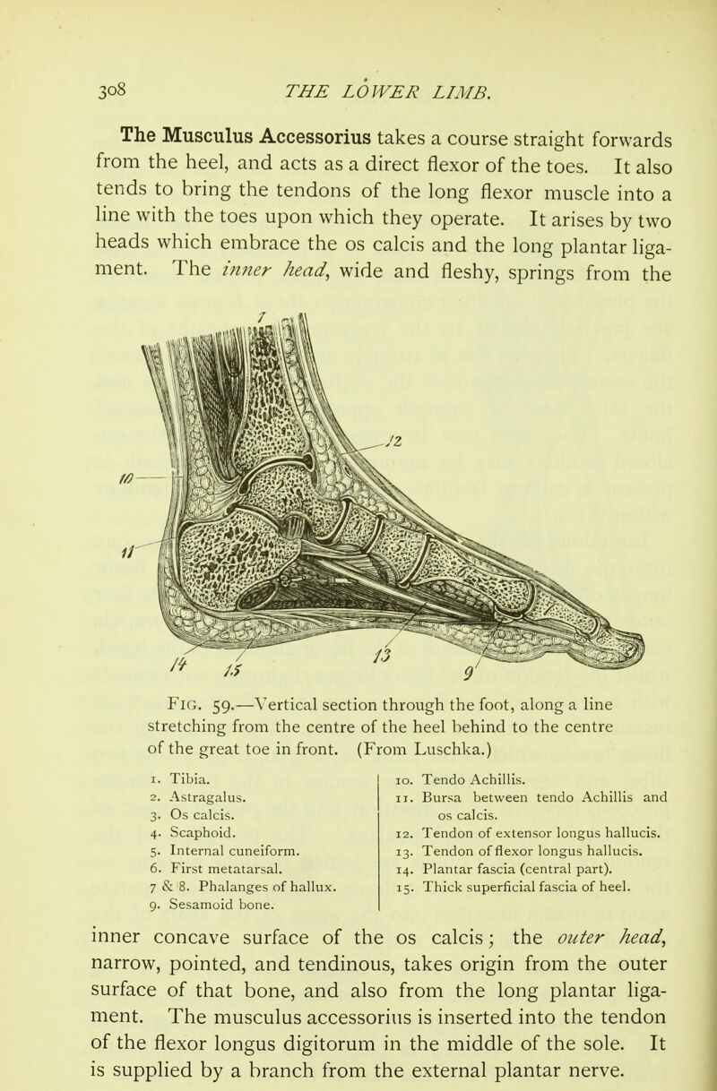 The Musculus Accessorius takes a course straight forwards from the heel, and acts as a direct flexor of the toes. It also tends to bring the tendons of the long flexor muscle into a line with the toes upon which they operate. It arises by two heads which embrace the os calcis and the long plantar liga- ment. The i7iner head, wide and fleshy, springs from the Fig. 59,—Vertical section through the foot, along a line stretching from the centre of the heel behind to the centre of the great toe in front. (From Luschka.) 1. Tibia. 2. Astragalus. 3. Os calcis. 4. Scaphoid. 5. Internal cuneiform. 6. First metatarsal. 7 & 8. Phalanges of hallux. 9. Sesamoid bone. 10. Tendo Achillis. 11. Bursa between tendo Achillis and OS calcis. 12. Tendon of extensor longus hallucis. 13. Tendon of flexor longus hallucis. 14. Plantar fascia (central part). 15. Thick superficial fascia of heel. inner concave surface of the os calcis; the outer head, narrow, pointed, and tendinous, takes origin from the outer surface of that bone, and also from the long plantar liga- ment. The musculus accessorius is inserted into the tendon of the flexor longus digitorum in the middle of the sole. It is supplied by a branch from the external plantar nerve.