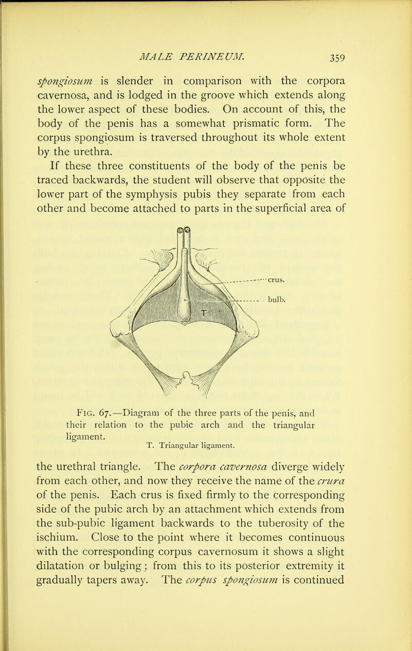 spongiosum is slender in comparison with the corpora cavernosa, and is lodged in the groove which extends along the lower aspect of these bodies. On account of this, the body of the penis has a somewhat prismatic form. The corpus spongiosum is traversed throughout its whole extent by the urethra. If these three constituents of the body of the penis be traced backwards, the student will observe that opposite the lower part of the symphysis pubis they separate from each other and become attached to parts in the superficial area of Fig. 67.—Diagram of the three parts of the penis, and their relation to the pubic arch and the triangular ligament. T. Triangular ligament. the urethral triangle. The corpora cavernosa diverge widely from each other, and now they receive the name of the cricra of the penis. Each crus is fixed firmly to the corresponding side of the pubic arch by an attachment which extends from the sub-pubic ligament backwards to the tuberosity of the ischium. Close to the point where it becomes continuous with the corresponding corpus cavernosum it shows a slight dilatation or bulging; from this to its posterior extremity it gradually tapers away. The corpus spongiosum is continued