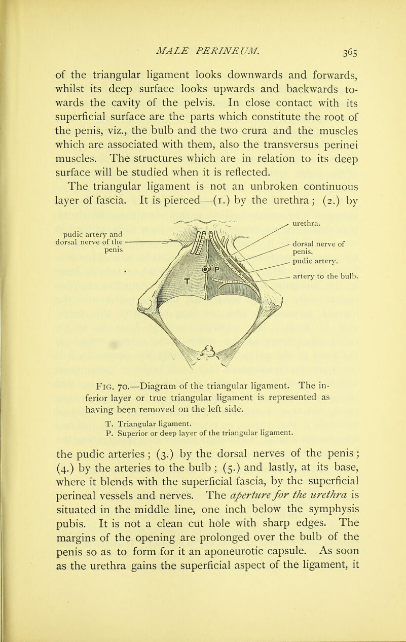 of the triangular ligament looks downwards and forwards, whilst its deep surface looks upwards and backwards to- wards the cavity of the pelvis. In close contact with its superficial surface are the parts which constitute the root of the penis, viz., the bulb and the two crura and the muscles which are associated with them, also the transversus perinei muscles. The structures which are in relation to its deep surface will be studied when it is reflected. The triangular ligament is not an unbroken continuous layer of fascia. It is pierced—(i.) by the urethra; (2.) by Fig. 70.—Diagram of the triangular ligament. The in- ferior layer or true triangular ligament is represented as having been removed on the left side. T. Triangular ligament. P. Superior or deep layer of the triangular ligament. the pudic arteries; (3.) by the dorsal nerves of the penis; (4.) by the arteries to the bulb; (5.) and lastly, at its base, where it blends with the superficial fascia, by the superficial perineal vessels and nerves. The aperture for the urethra is situated in the middle line, one inch below the symphysis pubis. It is not a clean cut hole with sharp edges. The margins of the opening are prolonged over the bulb of the penis so as to form for it an aponeurotic capsule. As soon as the urethra gains the superficial aspect of the ligament, it pudic artery and dorsal nerve of the penis artery to the bulb. of