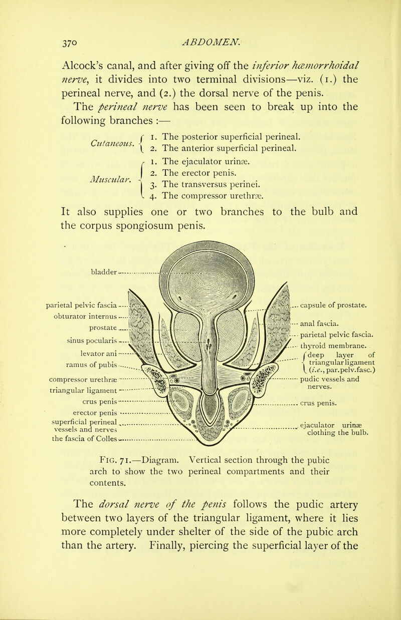 Alcock's canal, and after giving oif the inferior hcemorrhoidal nerve, it divides into two terminal divisions—viz. (i.) the perineal nerve, and (2.) the dorsal nerve of the penis. The perineal nerve has been seen to break up into the following branches :— ^ I. The posterior superficial perineal. 2. The anterior superficial perineal. r 1. The ejaculator urin^e. I 2. The erector penis. 1 3. The transversus perinei. I 4. The compressor urethrre. It also supplies one or two branches to the bulb and the corpus spongiosum penis. Ctcfaneoiis. Mtisctdar, bladdei parietal pelvic fascia--- obturator internus — prostate sinus pocularis — levator am •■- ramus of pubis compressor urethra triangular ligament - crus penis — ■ erector penis superficial perineal,, vessels and nerves the fascia of Collesw capsule of prostate. anal fascia. parietal pelvic fascia. thyroid membrane. . (deep layer of - triangular ligament l_ {i.e., par.pelv.fasc.) pudic vessels and ejaculator urinae clothing the bulb. Fig. 71.—Diagram. Vertical section through the pubic arch to show the two perineal compartments and their contents. The dorsal nerve of the pe?iis follows the pudic artery between two layers of the triangular hgament, where it lies more completely under shelter of the side of the pubic arch than the artery. Finally, piercing the superficial layer of the