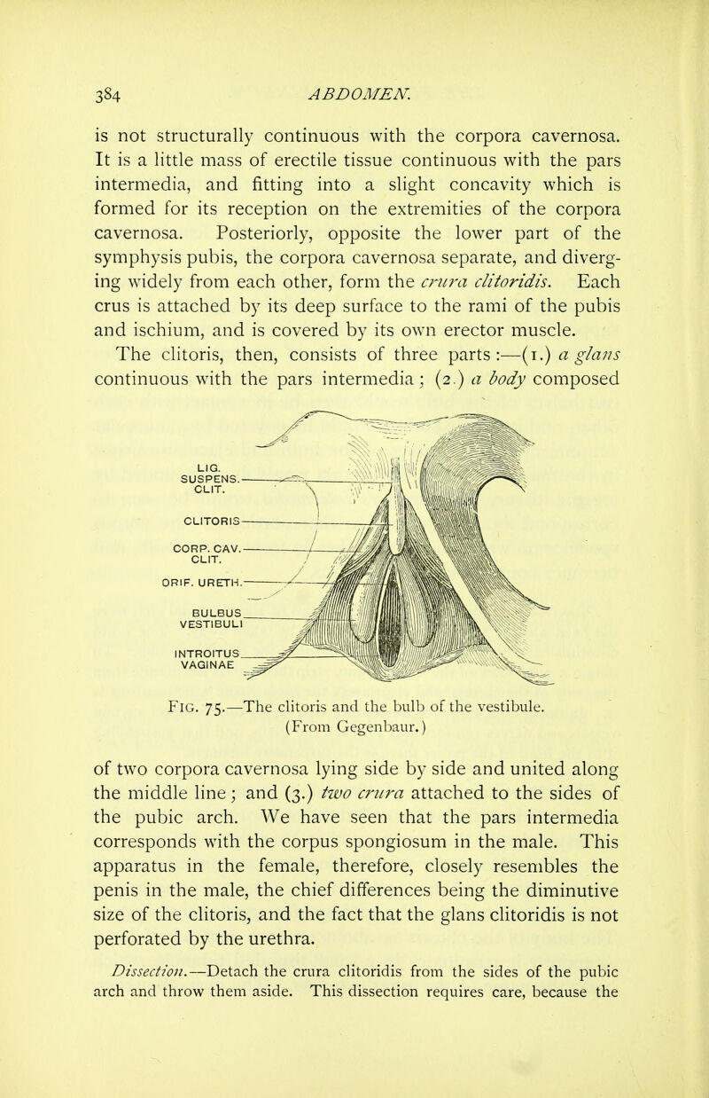 is not structurally continuous with the corpora cavernosa. It is a little mass of erectile tissue continuous with the pars intermedia, and fitting into a slight concavity which is formed for its reception on the extremities of the corpora cavernosa. Posteriorly, opposite the lower part of the symphysis pubis, the corpora cavernosa separate, and diverg- ing widely from each other, form the crura clitoridis. Each crus is attached by its deep surface to the rami of the pubis and ischium, and is covered by its own erector muscle. The clitoris, then, consists of three parts:—{\.) a glans continuous with the pars intermedia; (2.) a body composed SUSPENS. CLIT. CLITORIS CORP. CAV, CLIT. ORIF. URETTH Fig. 75.—The clitoris and the bulb of the vestibule. (From Gegenbaur.) of two corpora cavernosa lying side by side and united along the middle line; and (3.) hvo crura attached to the sides of the pubic arch. We have seen that the pars intermedia corresponds with the corpus spongiosum in the male. This apparatus in the female, therefore, closely resembles the penis in the male, the chief differences being the diminutive size of the clitoris, and the fact that the glans clitoridis is not perforated by the urethra. Dissection.—Detach the crura clitoridis from the sides of the pubic arch and throw them aside. This dissection requires care, because the