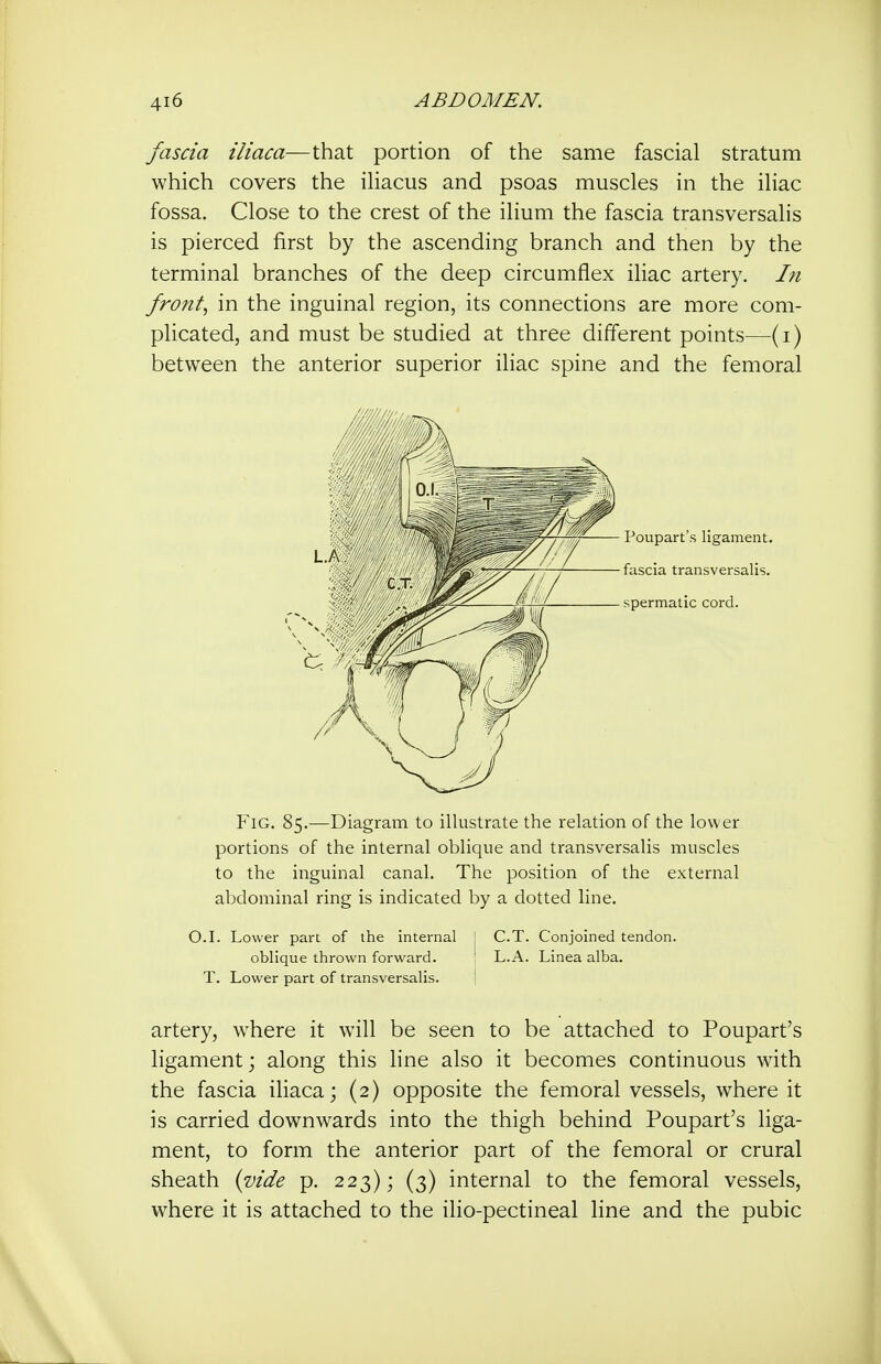 fascia iliaca—that portion of the same fascial stratum which covers the ihacus and psoas muscles in the iliac fossa. Close to the crest of the ilium the fascia transversalis is pierced first by the ascending branch and then by the terminal branches of the deep circumflex iliac artery. In fronts in the inguinal region, its connections are more com- plicated, and must be studied at three different points—(i) between the anterior superior iliac spine and the femoral Fig. 85.—Diagram to illustrate the relation of the lower portions of the internal oblique and transversalis muscles to the inguinal canal. The position of the external abdominal ring is indicated by a dotted line. O.I. Lower part of the internal j C.T. Conjoined tendon, oblique thrown forward. L.A. Linea alba. T. Lower part of transversalis. ! artery, where it will be seen to be attached to Poupart's ligament; along this line also it becomes continuous with the fascia iliaca; (2) opposite the femoral vessels, where it is carried downwards into the thigh behind Poupart's liga- ment, to form the anterior part of the femoral or crural sheath {vide p. 223); (3) internal to the femoral vessels, where it is attached to the ilio-pectineal line and the pubic spermatic cord. Poupart's ligament. fascia transversalis.