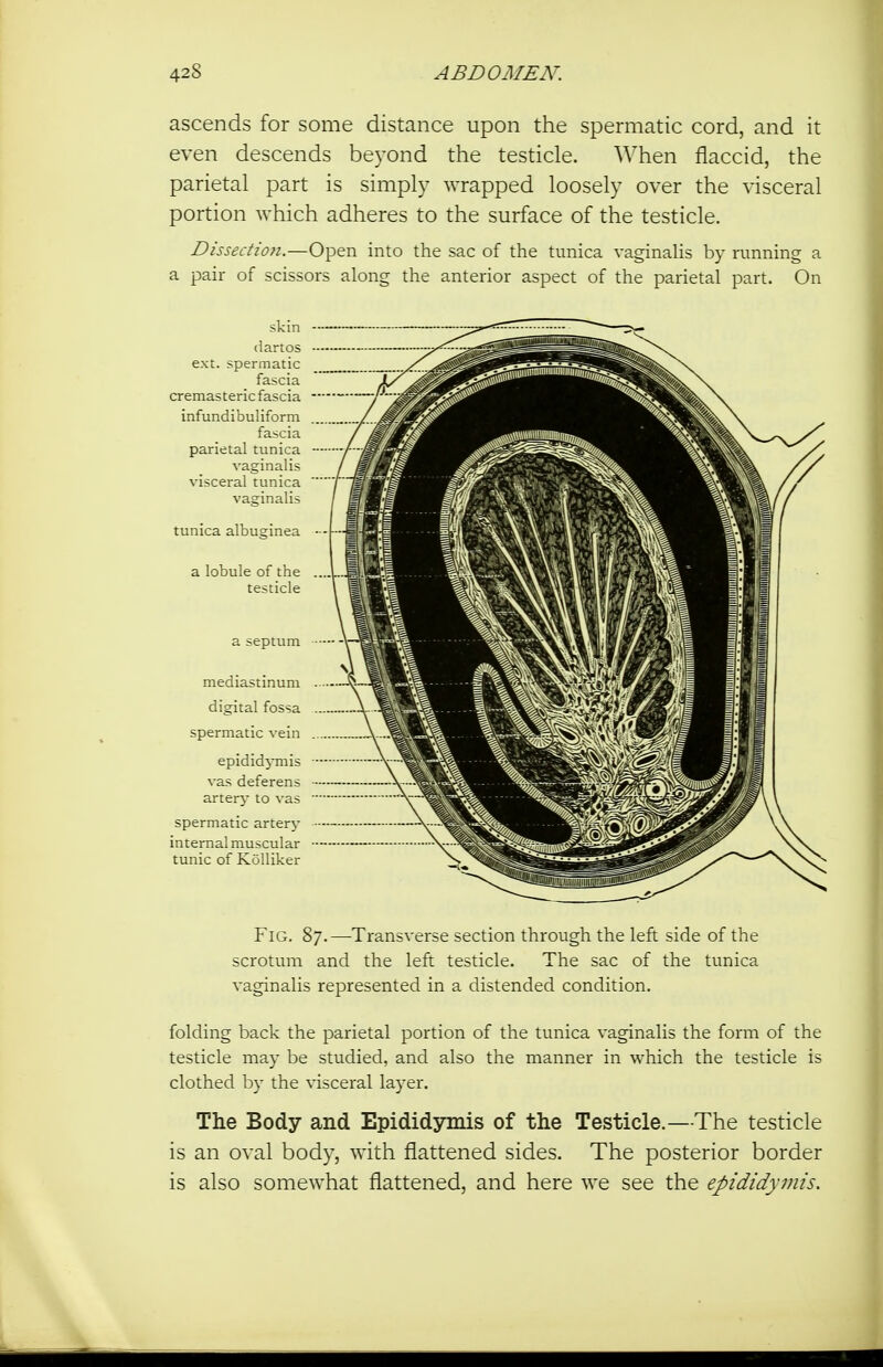 ascends for some distance upon the spermatic cord, and it even descends beyond the testicle. When flaccid, the parietal part is simply wrapped loosely over the visceral portion which adheres to the surface of the testicle. Dissection.—Open into the sac of the tunica vaginalis by running a a pair of scissors along the anterior aspect of the parietal part. On skin (lartos ext. spermatic fascia cremasteric fascia infundibuliform iscia parietal tunica vaginalis visceral tunica vaginalis tunica albuginea spermatic arterj- internal muscular tunic of KoUiker Fig. 87.—Transverse section through the left side of the scrotum and the left testicle. The sac of the tunica vaginalis represented in a distended condition. folding back the parietal portion of the tunica vaginalis the form of the testicle may be studied, and also the manner in which the testicle is clothed by the visceral layer. The Body and Epididymis of the Testicle.—The testicle is an oval body, with flattened sides. The posterior border is also somewhat flattened, and here we see the epididymis.