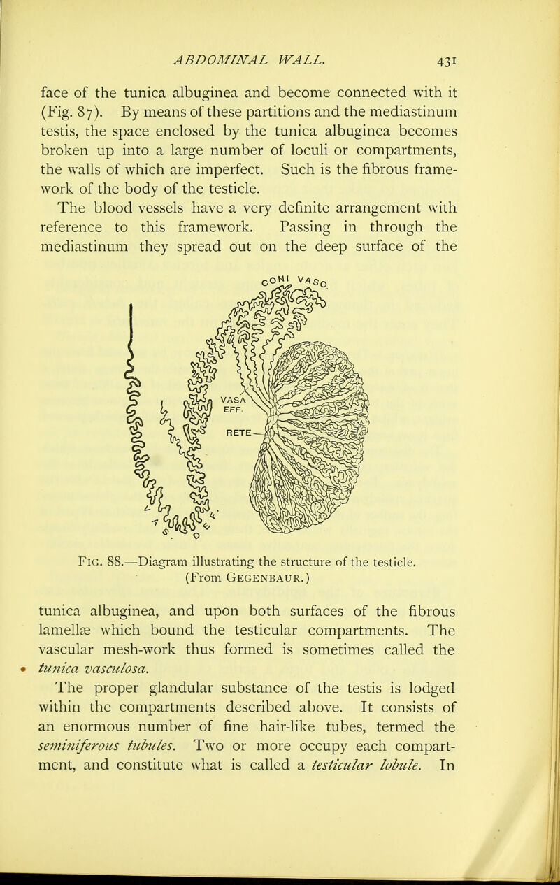 face of the tunica albuginea and become connected with it (Fig. 87). By means of these partitions and the mediastinum testis, the space enclosed by the tunica albuginea becomes broken up into a large number of loculi or compartments, the walls of which are imperfect. Such is the fibrous frame- work of the body of the testicle. The blood vessels have a very definite arrangement with reference to this framework. Passing in through the mediastinum they spread out on the deep surface of the Fig. 88.—Diagram illustrating the structure of the testicle. (From Gegenbaur.) tunica albuginea, and upon both surfaces of the fibrous lamellae which bound the testicular compartments. The vascular mesh-work thus formed is sometimes called the tunica vasculosa. The proper glandular substance of the testis is lodged within the compartments described above. It consists of an enormous number of fine hair-like tubes, termed the seminiferous tubules. Two or more occupy each compart- ment, and constitute what is called a testicular lobule. In