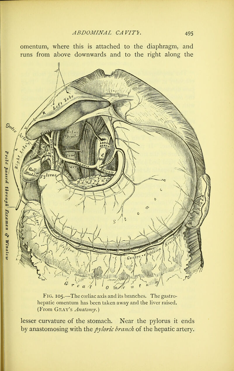 omentum, where this is attached to the diaphragm, and runs from above downwards and to the right along the Fig. 105.—The coeliac axis and its branches. The gastro- hepatic omentum has been taken away and the liver raised. (From Gray's Anatomy.) lesser curvature of the stomach. Near the pylorus it ends by anastomosing with the pyloric branch of the hepatic artery.