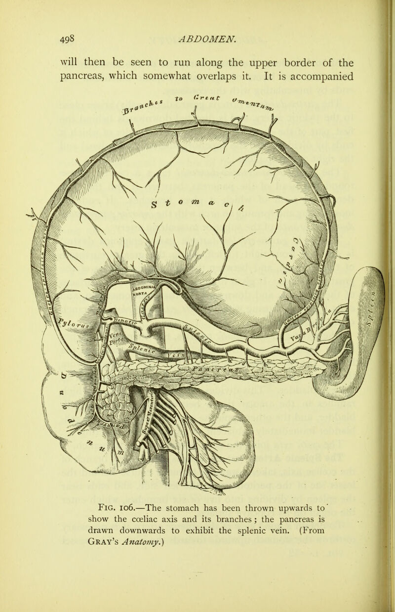 will then be seen to run along the upper border of the pancreas, which somewhat overlaps it. It is accompanied Fig. io6.—The stomach has been thrown upwards to' show the coeliac axis and its branches ; the pancreas is drawn downwards to exhibit the splenic vein. (From Gray's Atiatomy.)