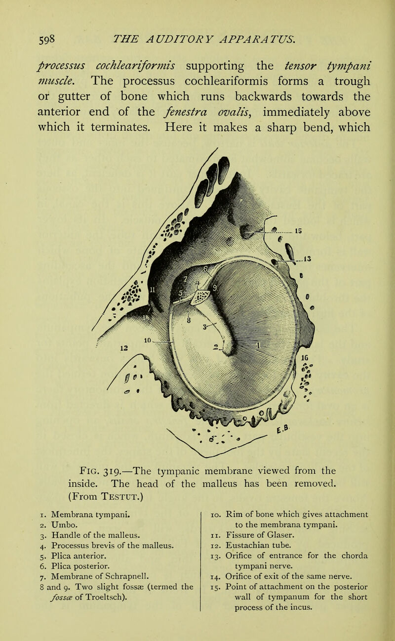 processus cochlearifonnis supporting the tensor tympani muscle. The processus cochleariformis forms a trough or gutter of bone which runs backwards towards the anterior end of the fenestra ovalis, immediately above which it terminates. Here it makes a sharp bend, which Fig. 319.—The tympanic membrane viewed from the inside. The head of the malleus has been removed. (From Testut.) 1. Membrana tympani. 2. Umbo. 3. Handle of the malleus. 4. Processus brevis of the malleus. 5. Plica anterior. 6. Plica posterior. 7. Membrane of Schrapnell. 8 and 9. Two slight fossae (termed the fossce of Troeltsch). Rim of bone which gives attachment to the membrana tympani. Fissure of Glaser. Eustachian tube. Orifice of entrance for the chorda tympani nerve. Orifice of exit of the same nerve. Point of attachment on the posterior wall of tympanum for the short process of the incus.