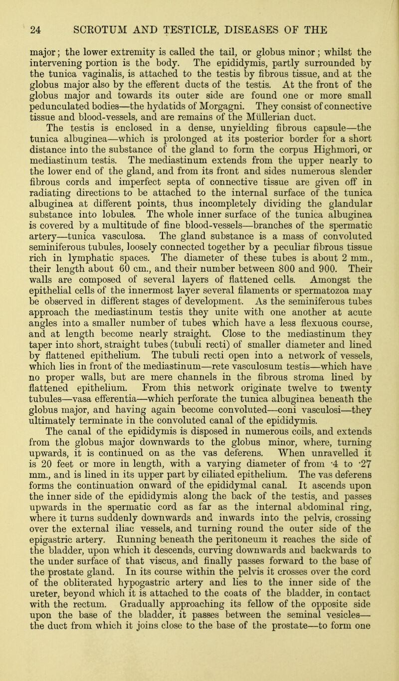 major; the lower extremity is called the tail, or globus minor ; whilst the intervening portion is the body. The epididymis, partly surrounded by the tunica vaginalis, is attached to the testis by fibrous tissue, and at the globus major also by the efferent ducts of the testis. At the front of the globus major and towards its outer side are found one or more small pedunculated bodies—the hydatids of Morgagni. They consist of connective tissue and blood-vessels, and are remains of the Mlillerian duct. The testis is enclosed in a dense, unyielding fibrous capsule—the tunica albuginea—which is prolonged at its posterior border for a short distance into the substance of the gland to form the corpus Highmori, or mediastinum testis. The mediastinum extends from the upper nearly to the lower end of the gland, and from its front and sides numerous slender fibrous cords and imperfect septa of connective tissue are given off in radiating directions to be attached to the internal surface of the tunica albuginea at different points, thus incompletely dividing the glandular substance into lobules. The whole inner surface of the tunica albuginea is covered by a multitude of fine blood-vessels—branches of the spermatic artery—tunica vasculosa. The gland substance is a mass of convoluted seminiferous tubules, loosely connected together by a peculiar fibrous tissue rich in lymphatic spaces. The diameter of these tubes is about 2 mm., their length about 60 cm., and their number between 800 and 900. Their walls are composed of several layers of flattened cells. Amongst the epithelial cells of the innermost layer several filaments or spermatozoa may be observed in different stages of development. As the seminiferous tubes approach the mediastinum testis they unite with one another at acute angles into a smaller number of tubes which have a less flexuous course, and at length become nearly straight. Close to the mediastinum they taper into short, straight tubes (tubuli recti) of smaller diameter and lined by flattened epithelium. The tubuli recti open into a network of vessels, which lies in front of the mediastinum—rete vasculosum testis—which have no proper walls, but are mere channels in the fibrous stroma lined by flattened epithelium. From this network originate twelve to twenty tubules—vasa efferentia—which perforate the tunica albuginea beneath the globus major, and having again become convoluted—coni vasculosi—they ultimately terminate in the convoluted canal of the epididymis. The canal of the epididymis is disposed in numerous coils, and extends from the globus major downwards to the globus minor, where, turning upwards, it is continued on as the vas deferens. When unravelled it is 20 feet or more in length, with a varying diameter of from -4 to '27 mm., and is lined in its upper part by ciliated epithelium. The vas deferens forms the continuation onward of the epididymal canal. It ascends upon the inner side of the epididymis along the back of the testis, and passes upwards in the spermatic cord as far as the internal abdominal ring, where it turns suddenly downwards and inwards into the pelvis, crossing over the external iliac vessels, and turning round the outer side of the epigastric artery. Eunning beneath the peritoneum it reaches the side of the bladder, upon which it descends, curving downwards and backwards to the under surface of that viscus, and finally passes forward to the base of the prostate gland. In its course within the pelvis it crosses over the cord of the obliterated hypogastric artery and lies to the inner side of the ureter, beyond which it is attached to the coats of the bladder, in contact with the rectum. Gradually approaching its fellow of the opposite side upon the base of the bladder, it passes between the seminal vesicles— the duct from which it joins close to the base of the prostate—to form one