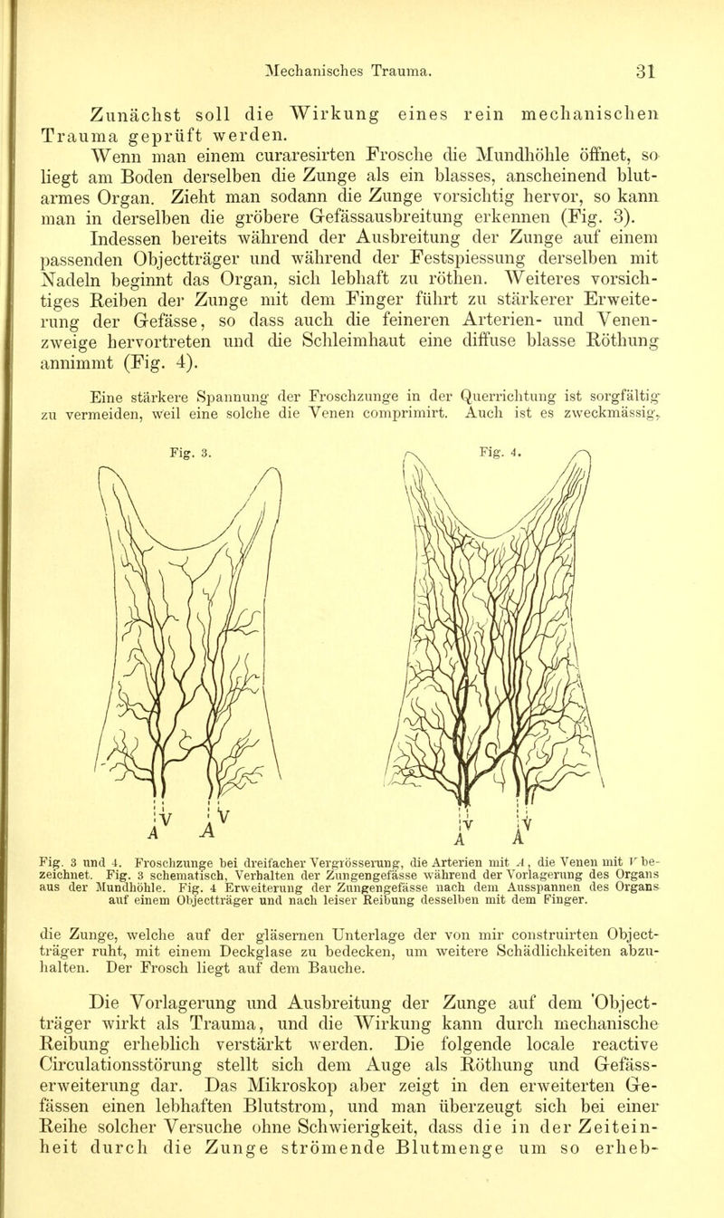 Zunächst soll die Wirkung eines rein mechanischen Trauma geprüft werden. Wenn man einem curaresirten Frosche die Mundhöhle öffnet, so liegt am Boden derselben die Zunge als ein blasses, anscheinend blut- armes Organ. Zieht man sodann die Zunge vorsichtig hervor, so kann man in derselben die gröbere G-efässausbreitung erkennen (Fig. 3). Indessen bereits während der Ausbreitung der Zunge auf einem passenden Objectträger und während der Festspiessung derselben mit Nadeln beginnt das Organ, sich lebhaft zu röthen. Weiteres vorsich- tiges Reiben der Zunge mit dem Finger führt zu stärkerer Erweite- rung der Gefässe, so dass auch die feineren Arterien- und Venen- zweige hervortreten und die Schleimhaut eine diffuse blasse Röthung annimmt (Fig. 4). Eine stärkere Spannung der Froschzunge in der Querrichtung ist sorgfältig zu vermeiden, weil eine solche die Venen comprimirt. Auch ist es zweckmässig,, Fi°r. 3. Fig. 4. Fig. 3 und 4. Froschzunge bei dreifacher Vergrösserung, die Arterien mit A, die Venen mit V be- zeichnet. Fig. 3 schematisch, Verhalten der Zungengefässe während der Vorlagerung des Organs aus der Mundhöhle. Fig. 4 Erweiterung der Zungengefässe nach dem Ausspannen des Organs auf einem Objectträger und nach leiser Reibung desselben mit dem Finger. die Zunge, welche auf der gläsernen Unterlage der von mir construirten Object- träger ruht, mit einem Deckglase zu bedecken, um weitere Schädlichkeiten abzu- halten. Der Frosch liegt auf dem Bauche. Die Vorlagerung und Ausbreitung der Zunge auf dem 'Object- träger wirkt als Trauma, und die Wirkung kann durch mechanische Reibung erheblich verstärkt werden. Die folgende locale reactive Circulationsstörung stellt sich dem Auge als Röthung und Gefäss- erweiterung dar. Das Mikroskop aber zeigt in den erweiterten Ge- fässen einen lebhaften Blutstrom, und man überzeugt sich bei einer Reihe solcher Versuche ohne Schwierigkeit, dass die in der Zeitein- heit durch die Zunge strömende Blutmenge um so erheb-