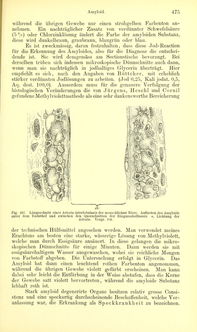 während die übrigen Gewebe nur einen strohgelben Farbenton an- nehmen. Ein nachträglicher Zusatz von verdünnter Schwefelsäure (5 °/o) oder Chlorzinklösung ändert die Farbe der amyloiden Substanz, diese wird dunkelbraun, graubraun, blaugrün oder blau. Es ist zweckmässig, daran festzuhalten, dass diese Jod-Reaction für die Erkennung des Amyloides, also für die Diagnose die entschei- dende ist. Sie wird demgemäss am Sectionstische bevorzugt. Bei derselben trüben sich indessen mikroskopische Dünnschnitte auch dann, wenn man sie nachträglich in jodhaltiges Glycerin überträgt. Hier empfiehlt es sich, nach den Angaben von Böttcher, mit erheblich stärker verdünnten Jodlösungen zu arbeiten. (Jod 0,25, Kali jodat. 0,5, Aq. clest. 100,0). Ausserdem muss für die genauere Verfolgung der histologischen Veränderungen die von Jürgens, Heschl und Cornil gefundene Methylviolettmethode als eine sehr dankenswerthe Bereicherung Fig. 257. Längsschnitt einer Arteria interlobularis der menschlichen Niere. Auftreten des Amyloids unter dem Endothel und zwischen den Querschnitten der Ringmuskelfasern «, Lichtung der Arterie. Vergr. 700. der technischen Hülfsmittel angesehen werden. Man verwendet meines Erachtens am besten eine starke, wässerige Lösung von Methylviolett, welche man durch Essigsäure ansäuert. In diese gelangen die mikro- skopischen Dünnschnitte für einige Minuten. Dann werden sie mit essigsäurehaltigem Wasser ausgewaschen, wobei sie reichliche Mengen von Farbstoff abgeben. Die Untersuchung erfolgt in Glycerin. Das Amyloid hat dann einen leuchtend rothen Farbenton angenommen, während die übrigen Gewebe violett gefärbt erscheinen. Man kann dabei sehr leicht die Entfärbung in der Weise abstufen, dass die Kerne der Gewebe satt violett hervortreten, während die amyloide Substanz lebhaft roth ist. Stark amyloicl degenerirte Organe besitzen relativ grosse Consi- stenz und eine speckartig durchscheinende Beschaffenheit, welche Ver- anlassung war, die Erkrankung als Speckkrankheit zu bezeichnen.