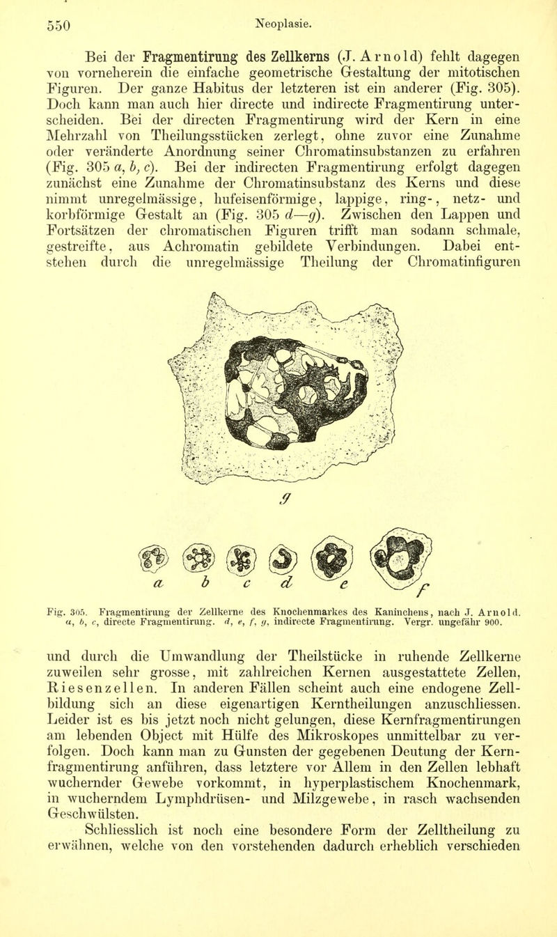 Bei der Fragmentirung des Zellkerns (J.Arnold) fehlt dagegen von vorneherein die einfache geometrische Gestaltung der mitotischen Figuren. Der ganze Habitus der letzteren ist ein anderer (Fig. 305). Doch kann man auch hier directe und indirecte Fragmentirung unter- scheiden. Bei der directen Fragmentirung wird der Kern in eine Mehrzahl von Theilungsstücken zerlegt, ohne zuvor eine Zunahme oder veränderte Anordnung seiner Chromatinsubstanzen zu erfahren (Fig. 305 a, b; c). Bei der indirecten Fragmentirung erfolgt dagegen zunächst eine Zunahme der Chromatinsubstanz des Kerns und diese nimmt unregelmässige, hufeisenförmige, lappige, ring-, netz- und korbförmige Gestalt an (Fig. 305 d—g). Zwischen den Lappen und Fortsätzen der chromatischen Figuren trifft man sodann schmale, gestreifte, aus Achromatin gebildete Verbindungen. Dabei ent- stehen durch die unregelmässige Theilung der Chromatinfiguren Fig. 305. Fragmentirung der Zellkerne des Knochenmarkes des Kaninchens, nach J. Arnold. a, b, c, directe Fragmentirung. d, e, f, g, indirecte Fragmentirung. Vergr. ungefähr 900. und durch die Umwandlung der Theilstücke in ruhende Zellkerne zuweilen sehr grosse, mit zahlreichen Kernen ausgestattete Zellen, Riesenzellen. In anderen Fällen scheint auch eine endogene Zell- bildung sich an diese eigenartigen Kerntheilungen anzuschliessen. Leider ist es bis jetzt noch nicht gelungen, diese Kernfragmentirungen am lebenden Object mit Hülfe des Mikroskopes unmittelbar zu ver- folgen. Doch kann man zu Gunsten der gegebenen Deutung der Kern- fragmentirung anführen, dass letztere vor Allem in den Zellen lebhaft wuchernder Gewebe vorkommt, in hyperplastischem Knochenmark, in wucherndem Lymphdrüsen- und Milzgewebe, in rasch wachsenden Geschwülsten. Schliesslich ist noch eine besondere Form der Zelltheilung zu erwähnen, welche von den vorstehenden dadurch erheblich verschieden